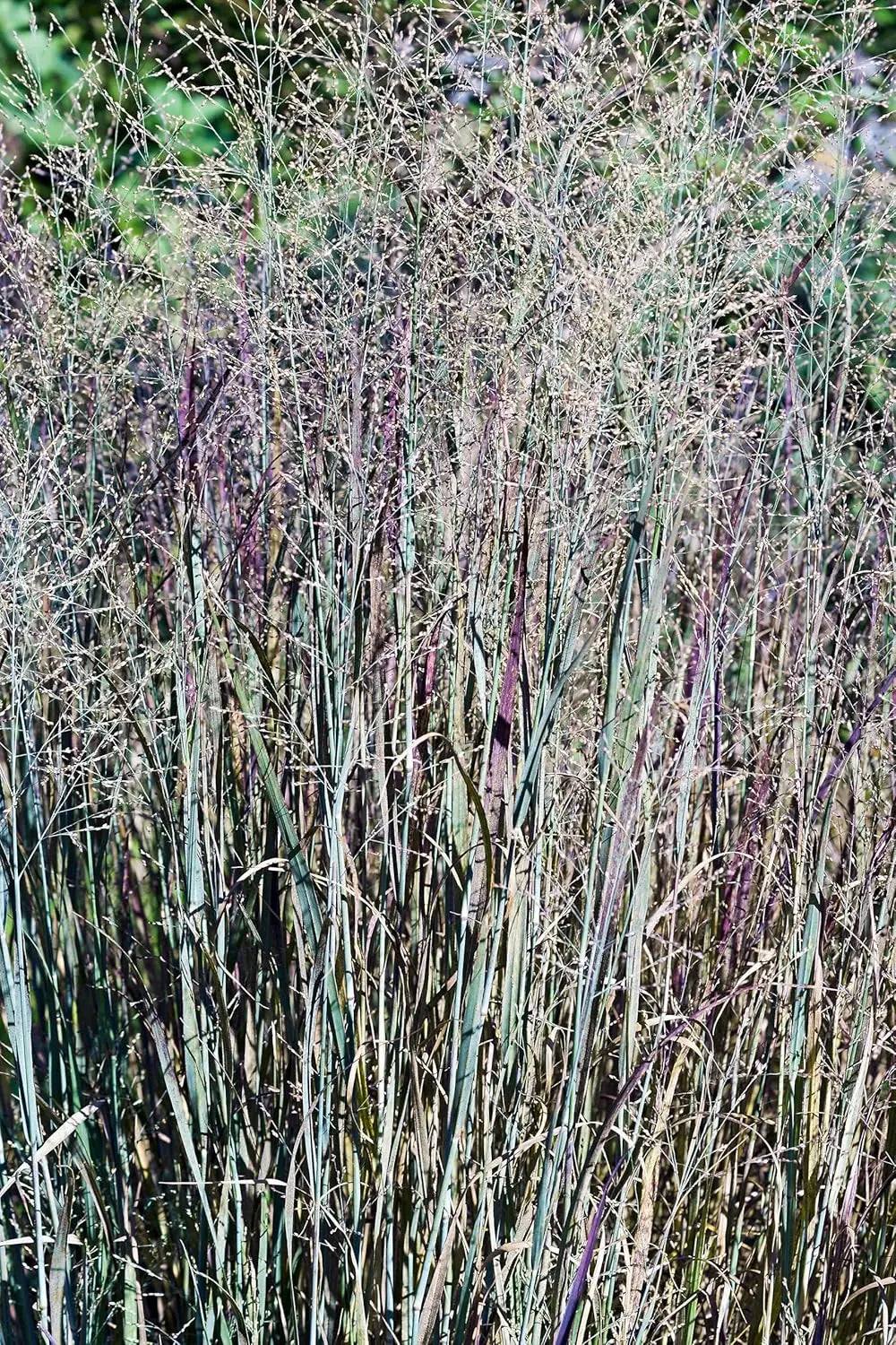 Ziergras Panicum virgatum 'Heavy Metal' in XXL Topf, blaue Rutenhirse, Stauden Gänge, detailreiche Ansicht des Blatts.