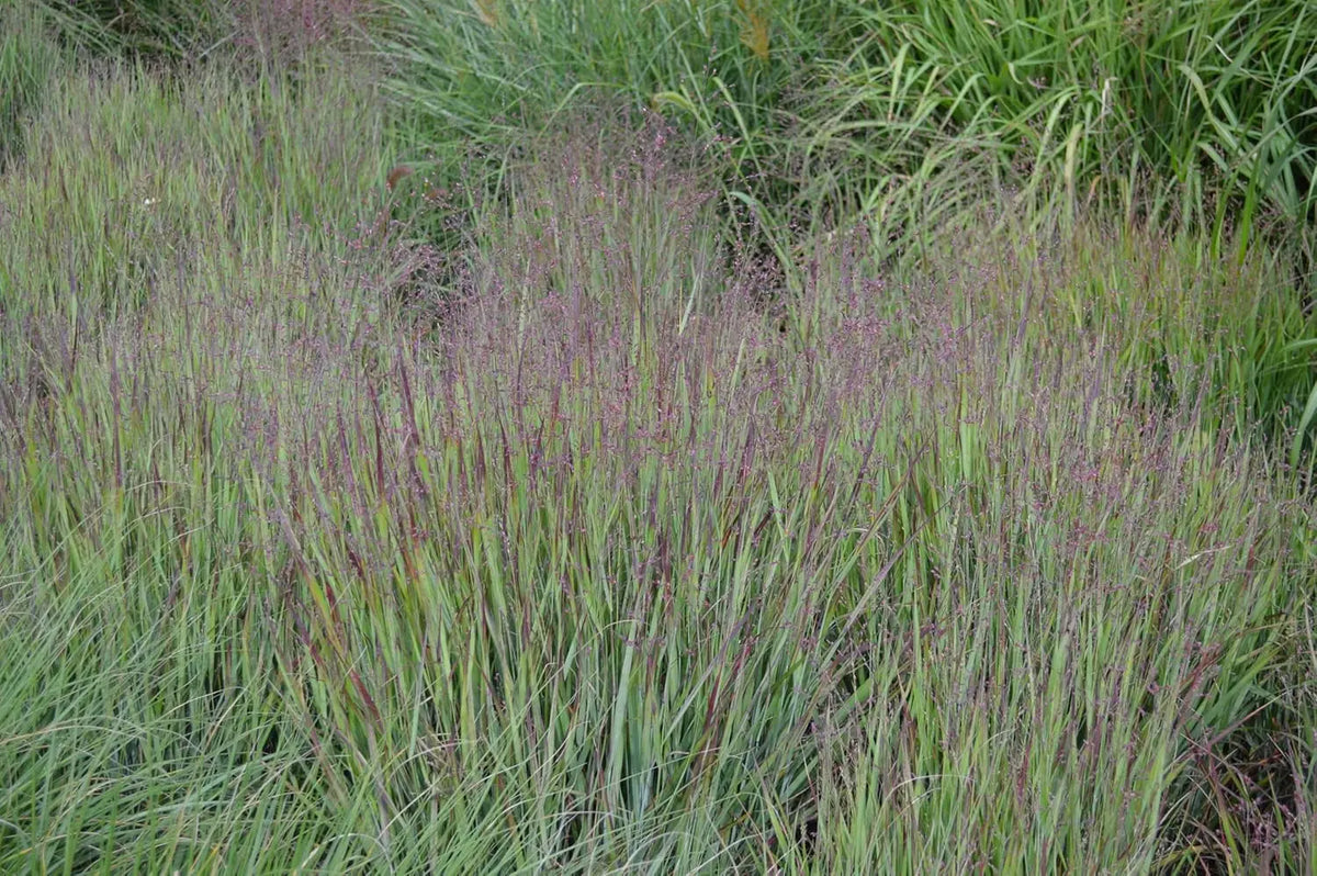Ziergras Panicum virgatum 'Heavy Metal' in XXL Topf, blaue Rutenhirse, Stauden Gänge, mit blauen Blättern und hoher Wuchsform