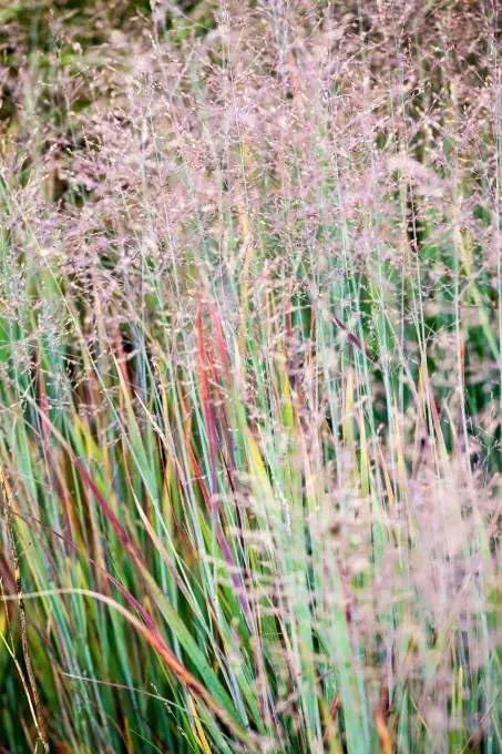 Blaurote Rutenhirse Panicum virgatum 'Heiliger Hain' Ziergras von Stauden Gänge, mit hohen bläulichen Halmen im Garten.