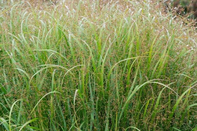 Blaurote Rutenhirse Panicum virgatum 'Heiliger Hain' als Ziergras, mit zarten, bläulichen Halmen, von Stauden Gänge.