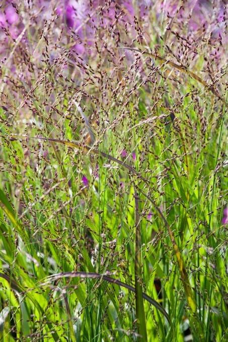 Ziergras Panicum virgatum 'Heiliger Hain' mit bläulichen Ruten, Stauden Gänge, dekoratives Ziergras in Gartenlandschaft