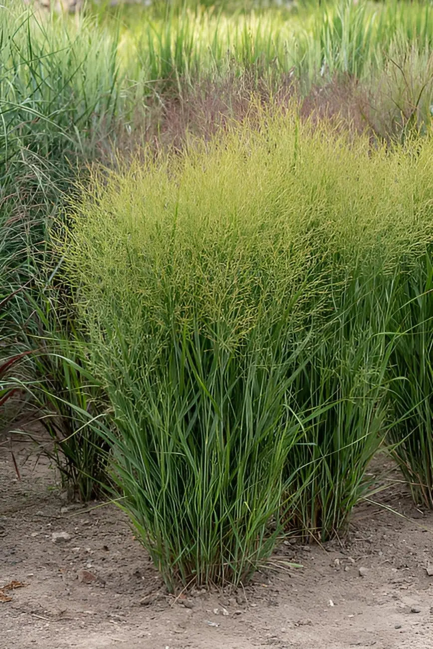 Ziergras Panicum virgatum 'JS Buffalo Green' von Stauden Gänge, grüne Rutenhirse mit hohen, schmalen Halmen im Garten.