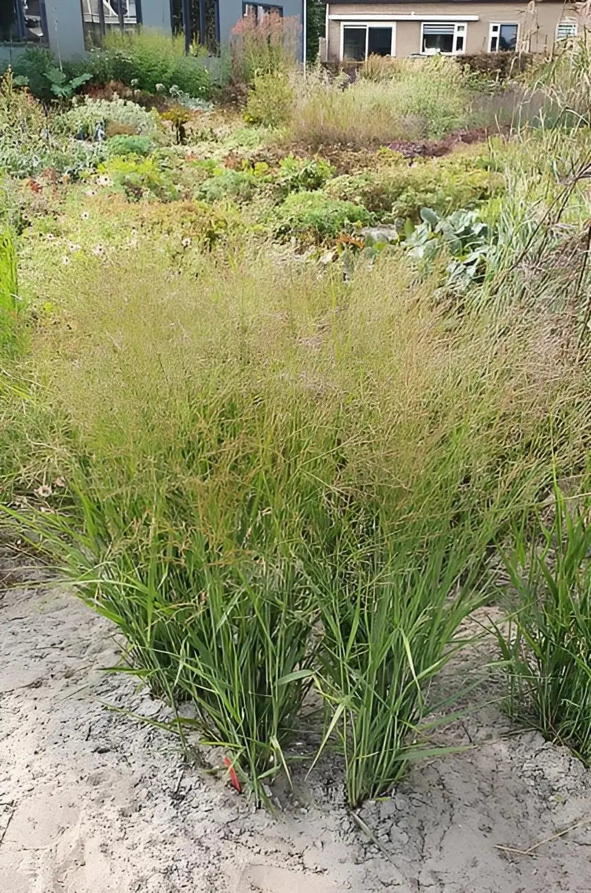 Ziergras Panicum virgatum 'JS Buffalo Green' von Stauden Gänge, grüne Rutenhirse, detailreiche Nahaufnahme der Pflanze