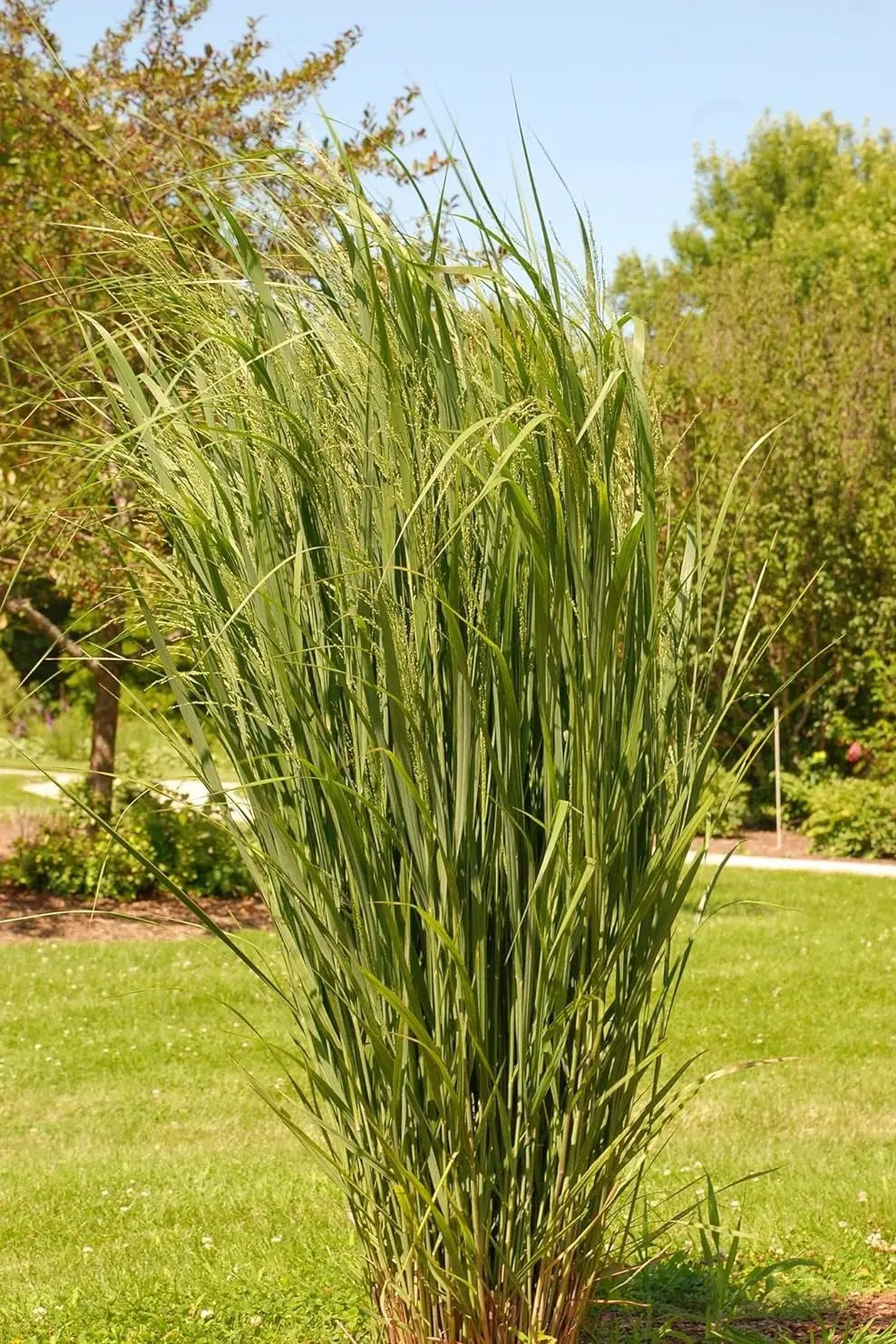 Ziergras Panicum virgatum 'Northwind' in XXL Topf, energiegeladene Rutenhirse, schöne Stauden für Garten und Balkon