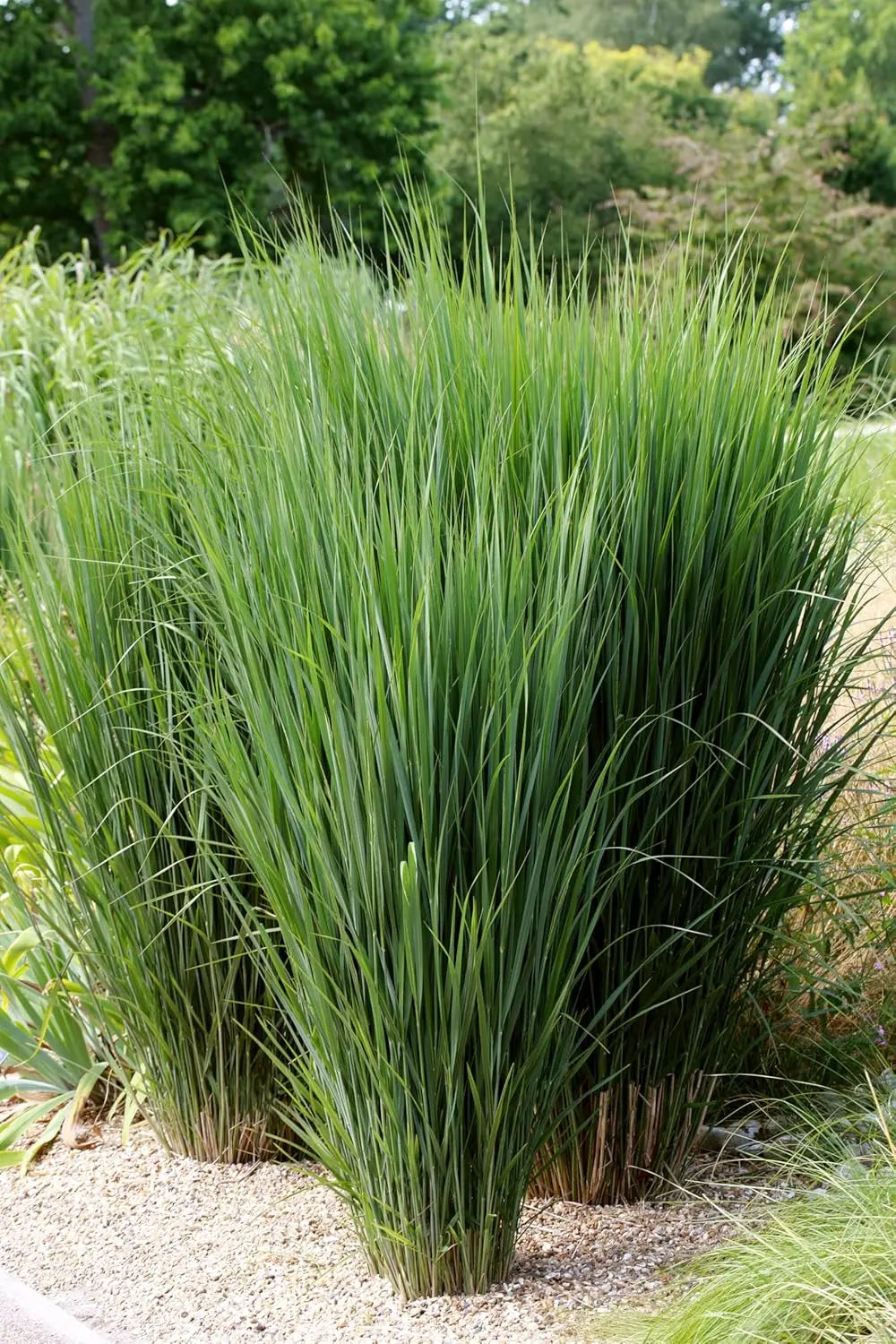 Ziergras Panicum virgatum 'Northwind' in XXL Topf, dekoratives Rutenhirse-Gras, bei Stauden Gänge in großem Topf.