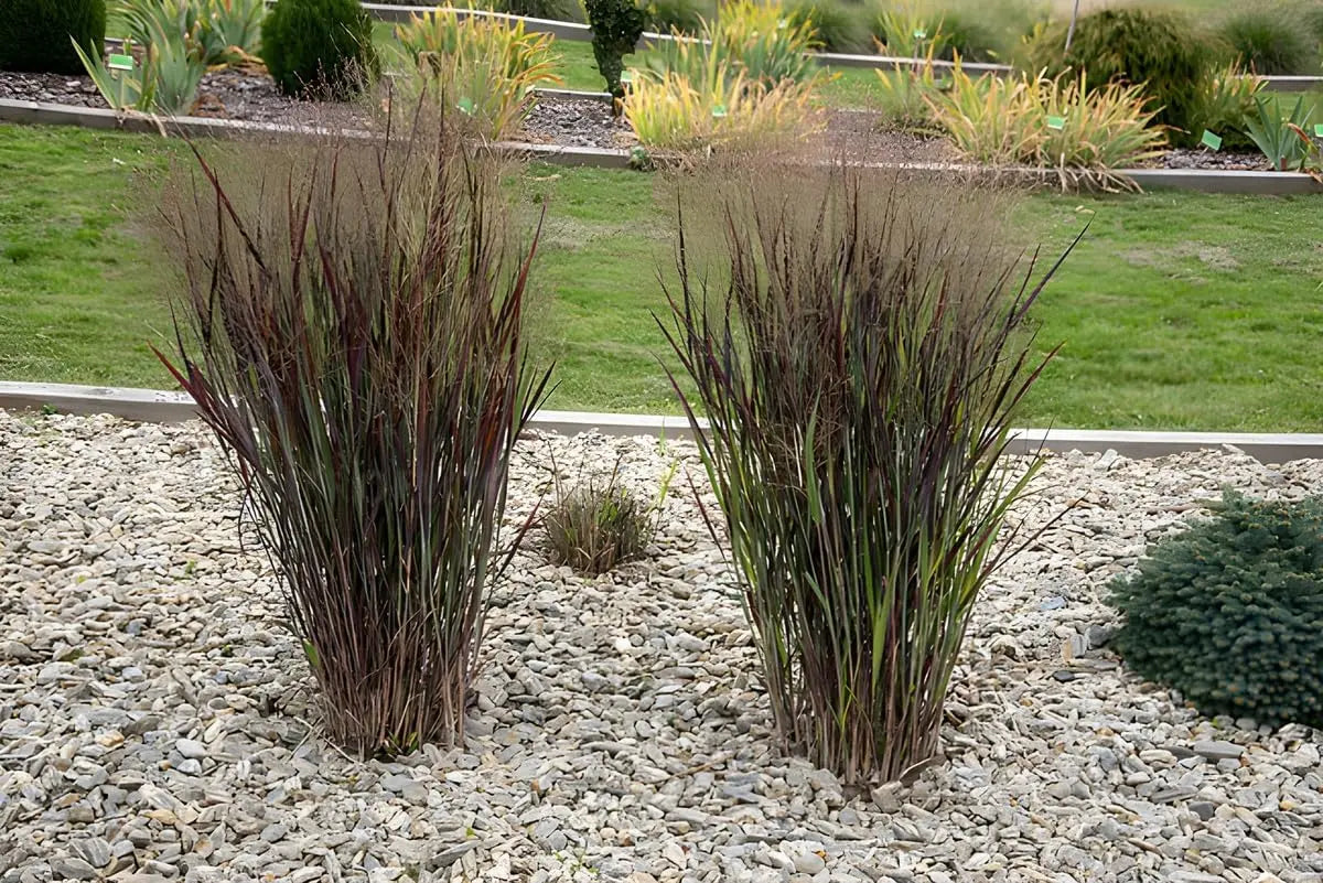 Ziergras Panicum virgatum 'Nosferatu' / Rutenhirse, Stauden Gänge, filigrane grüne Halme im Garten