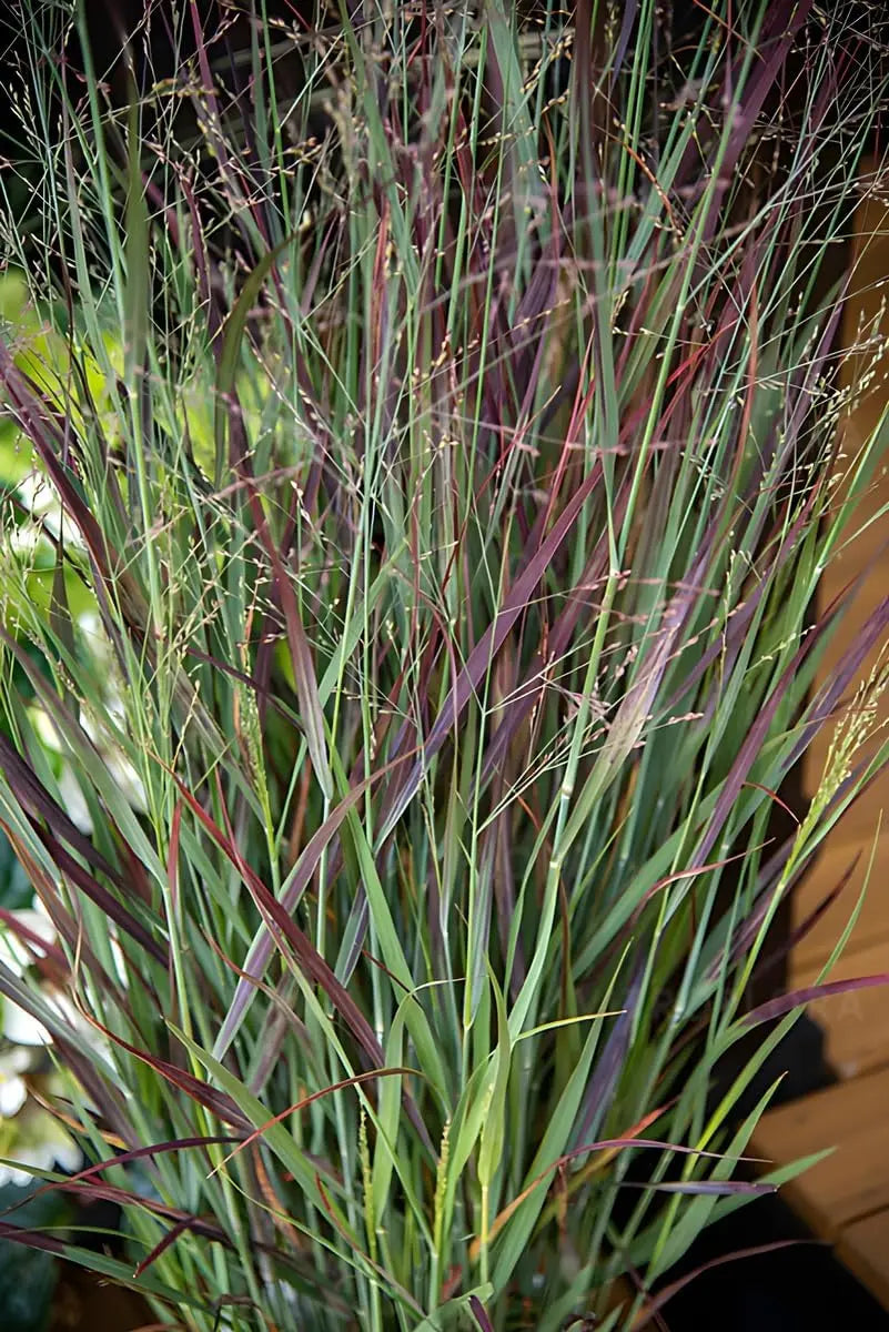 Ziergras Panicum virgatum 'Nosferatu' / Rutenhirse, Stauden Gänge, mit dunkelroten bis violetten Halmen in Gartenlandschaft