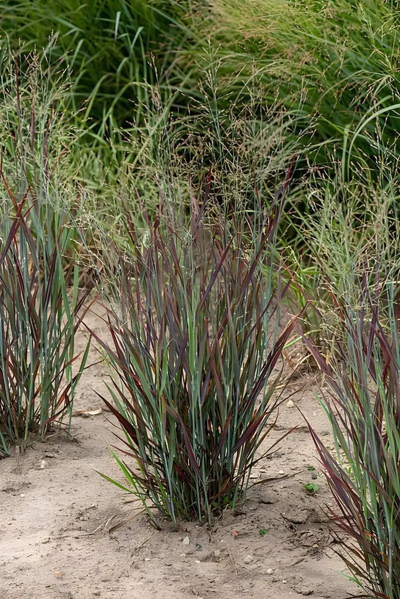 Ziergras Panicum virgatum 'Nosferatu' von Stauden Gänge, lebendige Rutenhirse mit roten bis dunklen Blättern, im Garten.