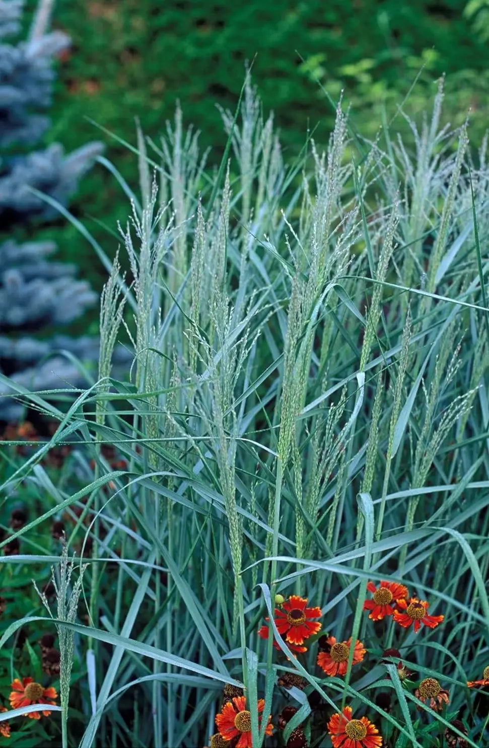 Blaue Rutenhirse Panicum virgatum 'Prairie Sky', Ziergras mit blauen Ähren, wächst im Garten, Stauden Gänge.