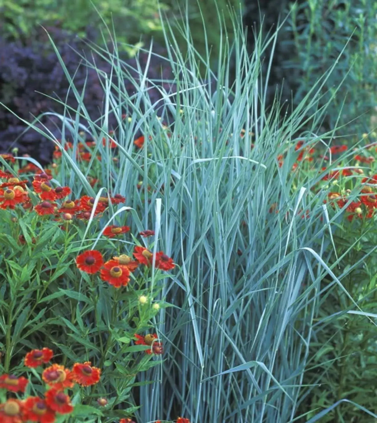 Ziergras Panicum virgatum 'Prairie Sky' mit blauen Ruten, Stauden Gänge, standhaft und dekorativ im Garten.