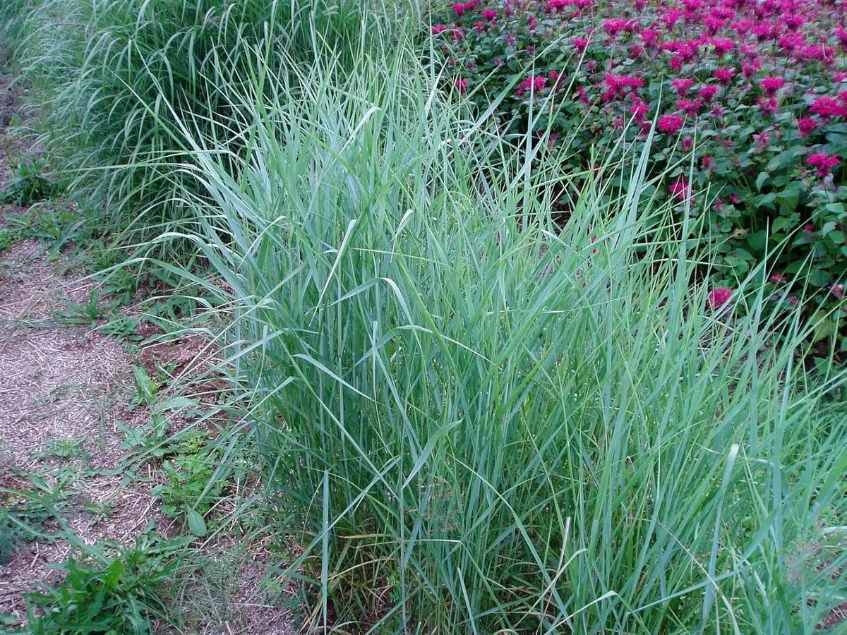 Blaue Rutenhirse Panicum virgatum 'Prairie Sky' in XXL Topf, Ziergras von Stauden Gänge, mit blauen Halmen und dichtem Laub