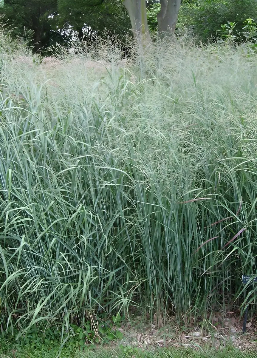 Blaue Rutenhirse Panicum virgatum 'Prairie Sky', Ziergras in XXL-Topf, mit blauen, schilfartigen Halmen, von Stauden Gänge.