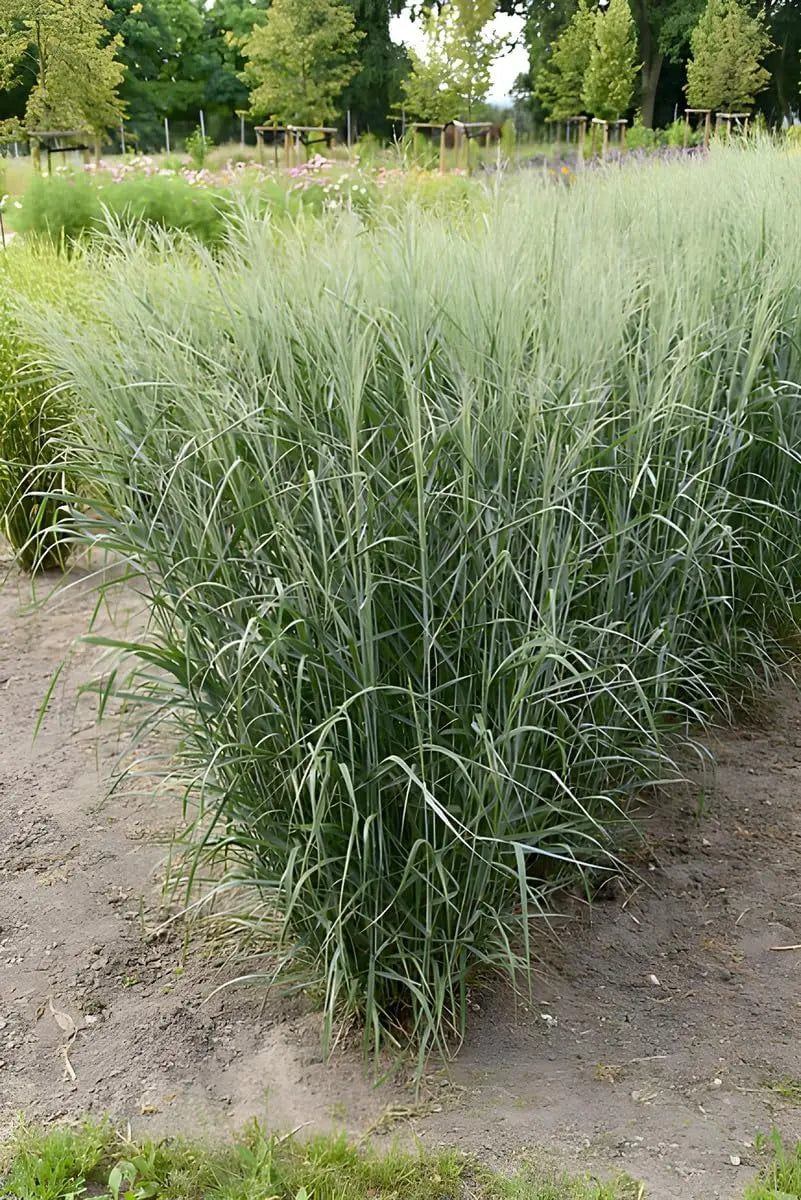 Blaue Rutenhirse Panicum virgatum 'Prairie Sky' im XXL Topf, Ziergras von Stauden Gänge, grüne Blätter und hohe Halme