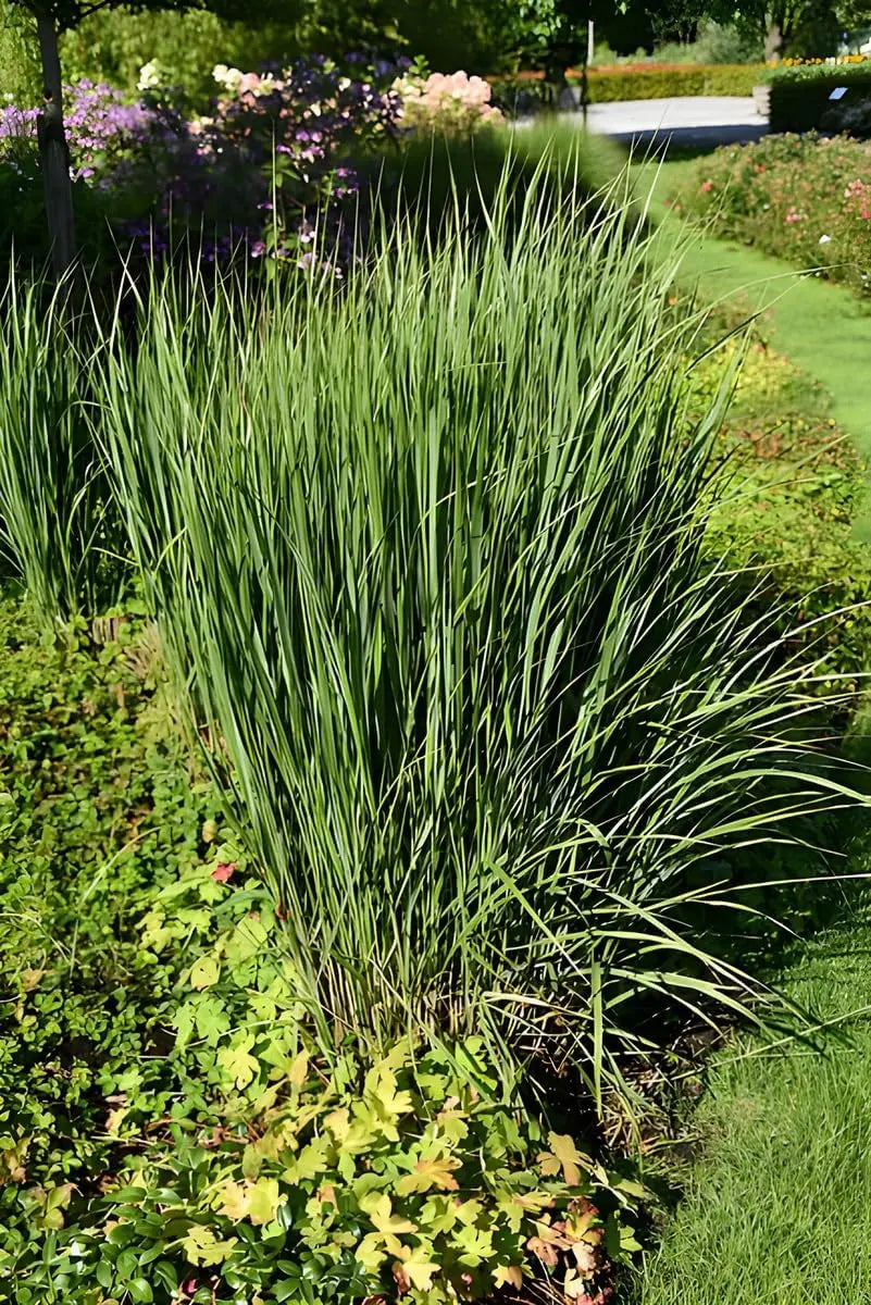 Blaue Rutenhirse Panicum virgatum 'Prairie Sky' im XXL Topf, Ziergras von Stauden Gänge, mit blauen, aufrechten Halmen.