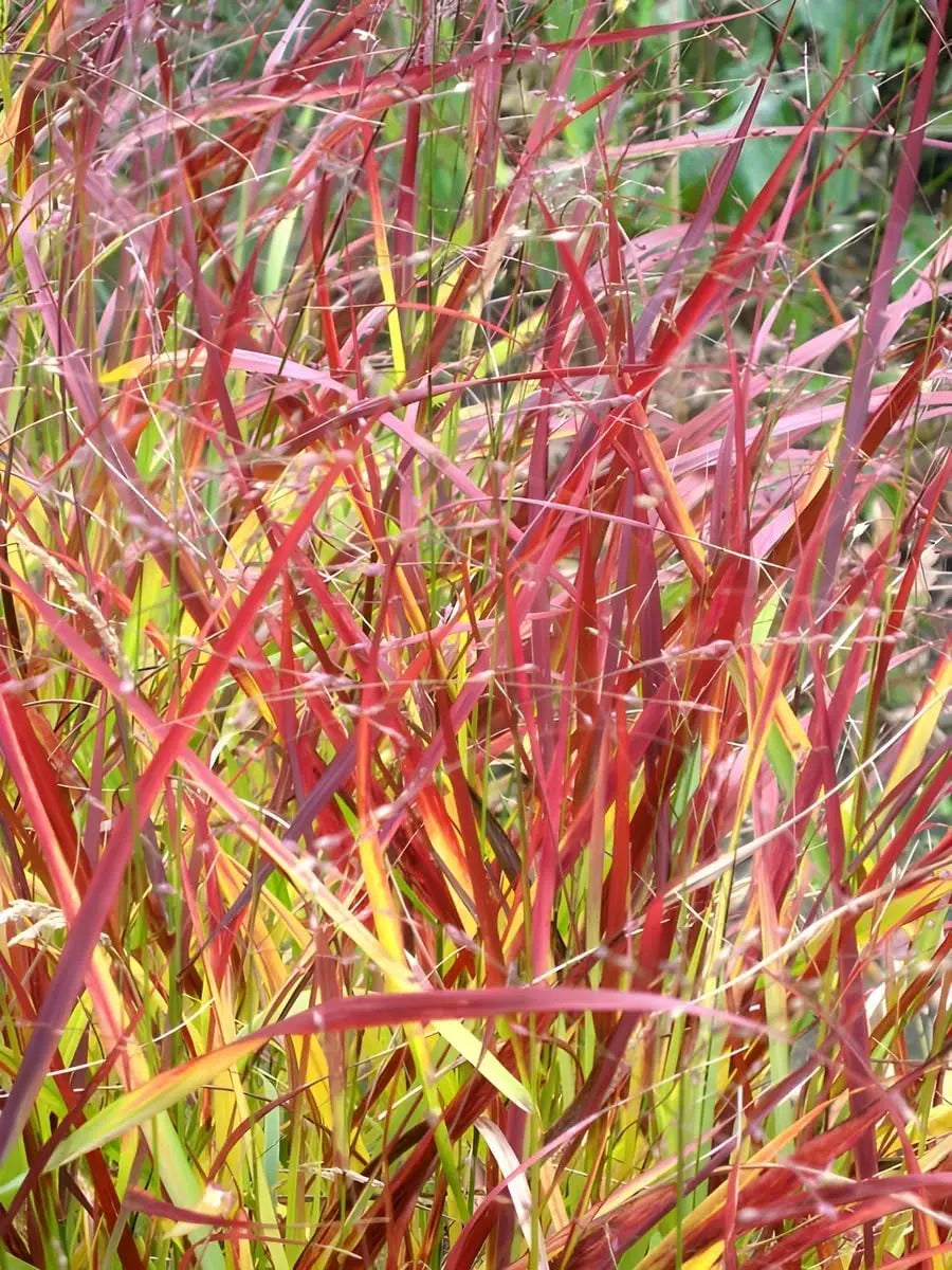 Ziergras Panicum virgatum 'Rehbraun' in XXL Topf, rote Rutenhirse, Stauden Gänge, grüne und braune Blätter, kräftiger Wuchs