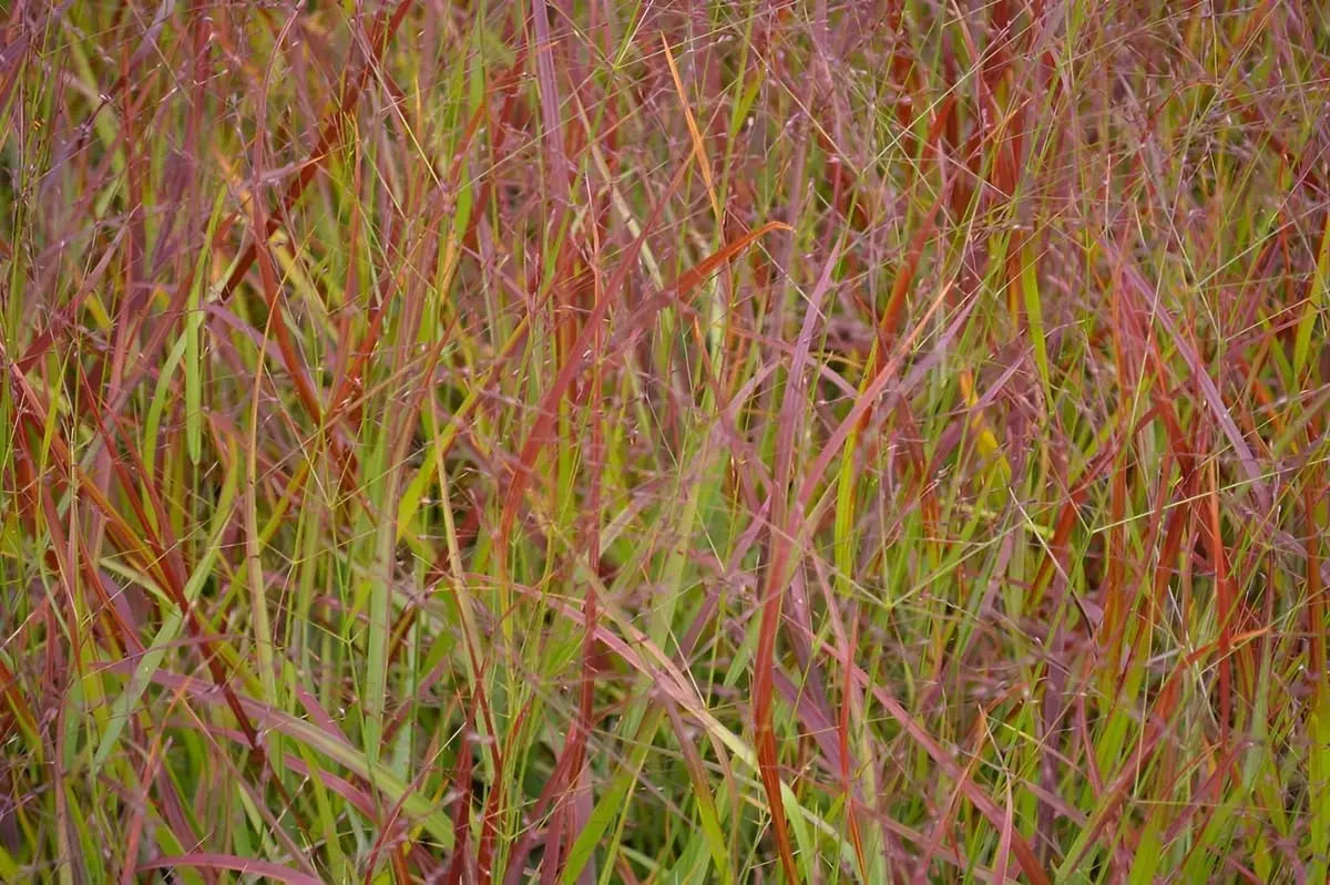 Ziergras Panicum virgatum 'Rehbraun' in XXL Topf, rote Rutenhirse, Stauden Gänge, dekoratives Ziergras im Garten.