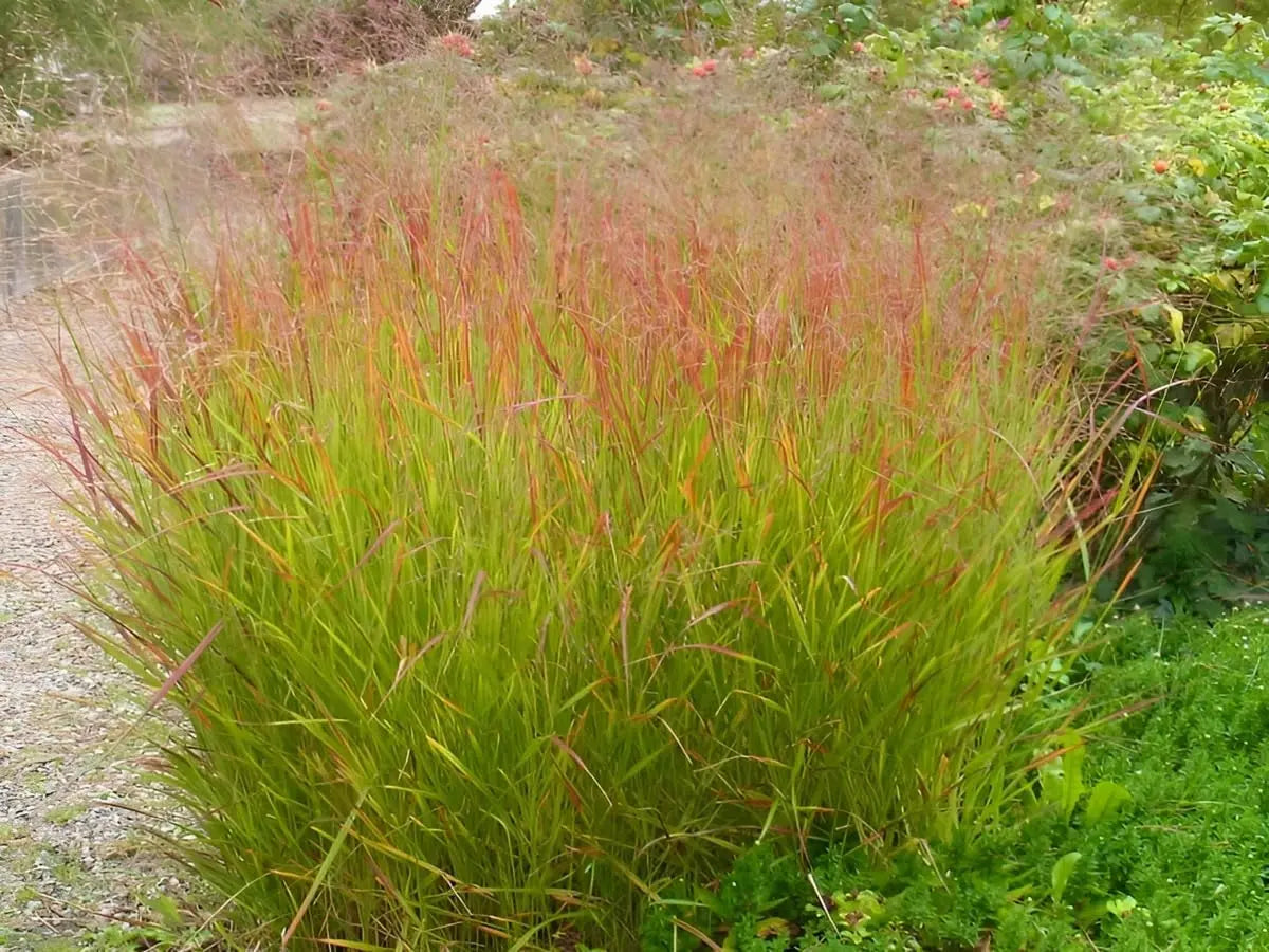 Ziergras Panicum virgatum 'Rehbraun' in XXL Topf, rote Rutenhirse, mit braunen Halm und grünen Blättern, von Stauden Gänge