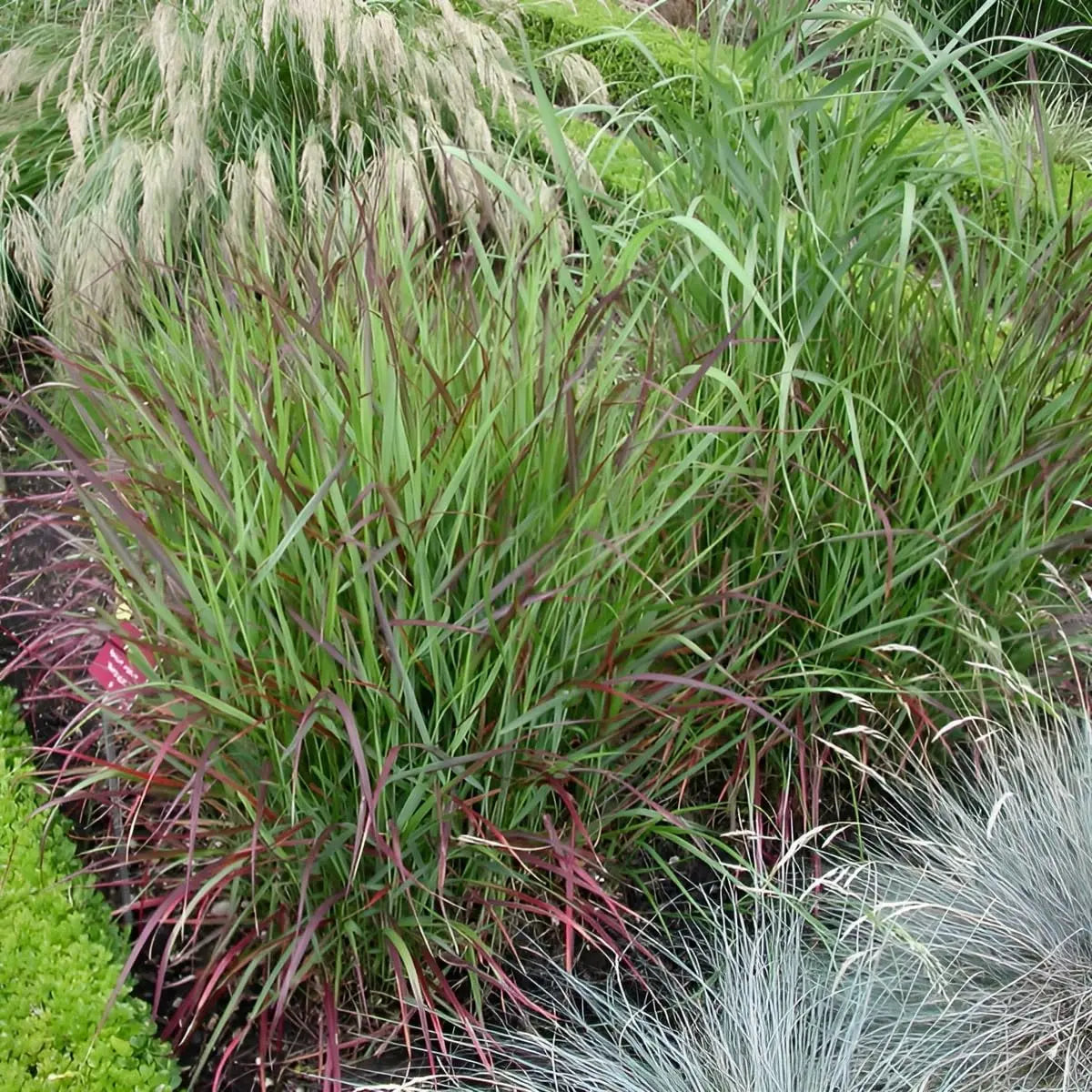 Ziergras Panicum virgatum 'Rehbraun' in XXL Topf, rote Rutenhirse, mit braunen Halmen, bei Stauden Gänge.