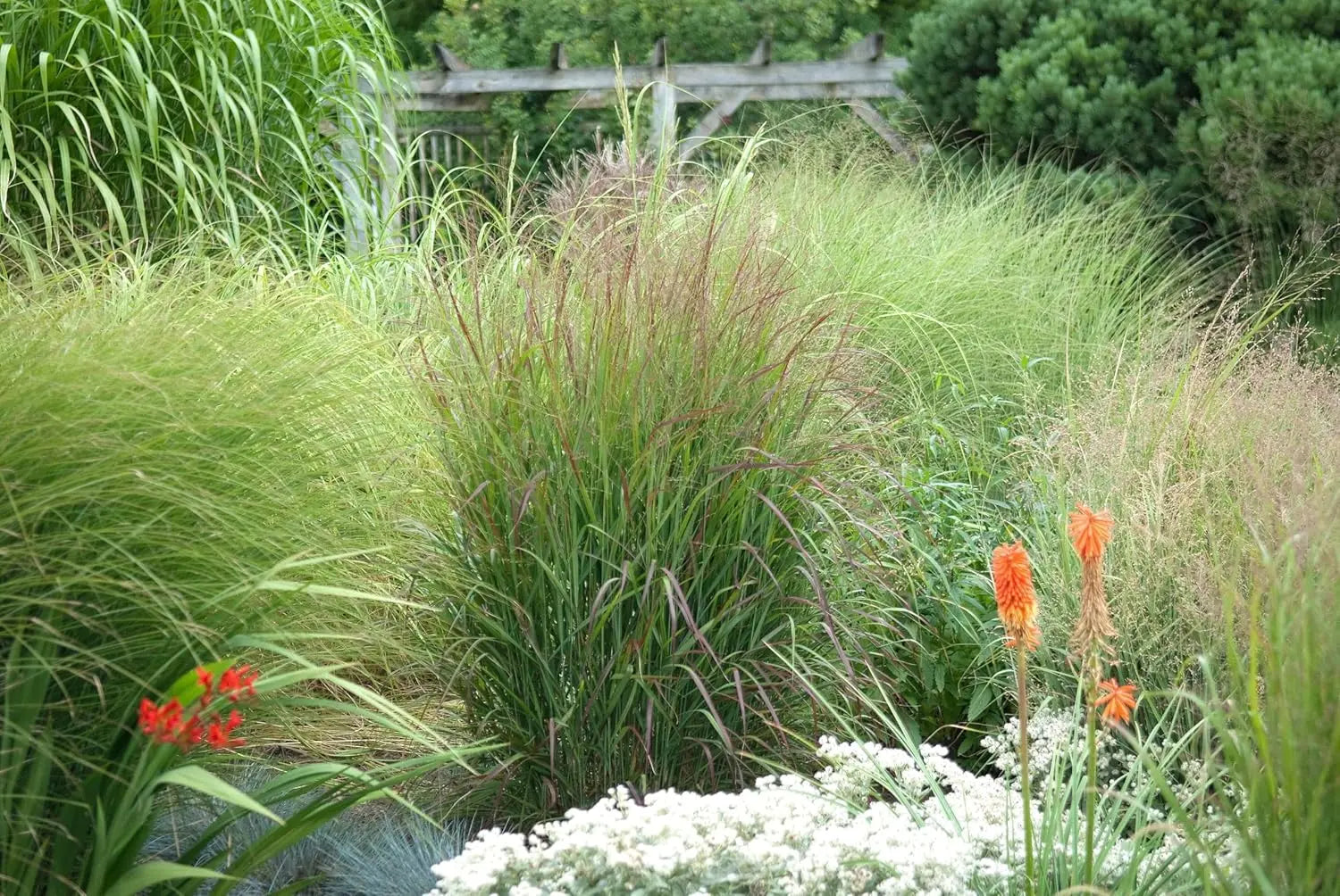Ziergras Panicum virgatum 'Rotstrahlbusch' mit roten Ruten, Stauden Gänge, dekoratives Ziergras in Gartenlandschaft