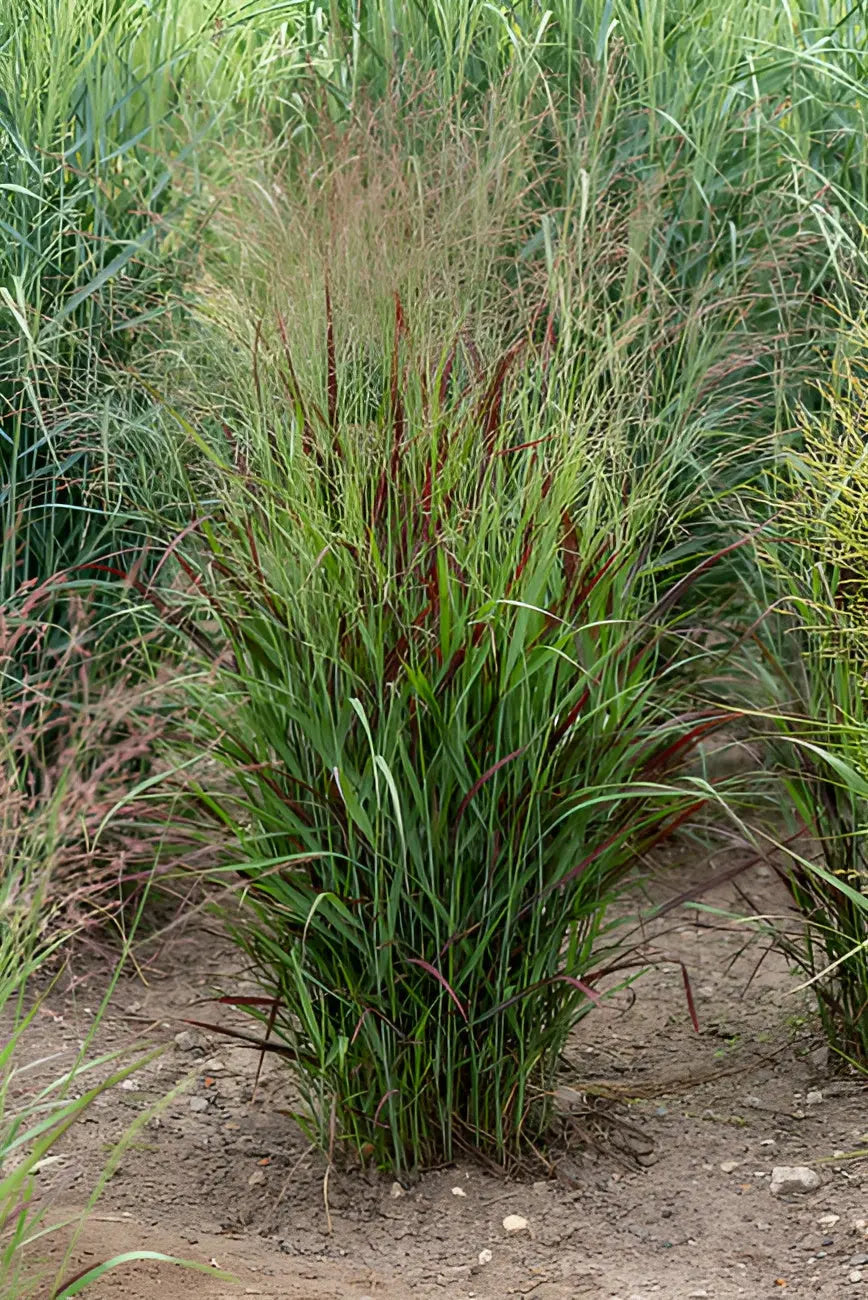 Ziergras Panicum virgatum 'Sangria' mit roten Ruten, Stauden Gänge, dekoratives Gartenpflanzenbild