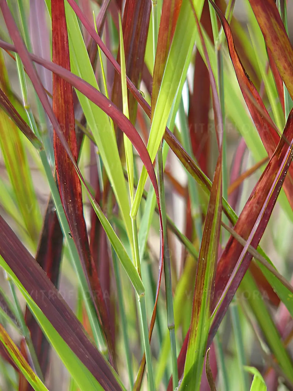 Rote Rutenhirse Panicum virgatum 'Sangria' als Ziergras, mit roten Halmen und lockerer Wuchsform, von Stauden Gänge.