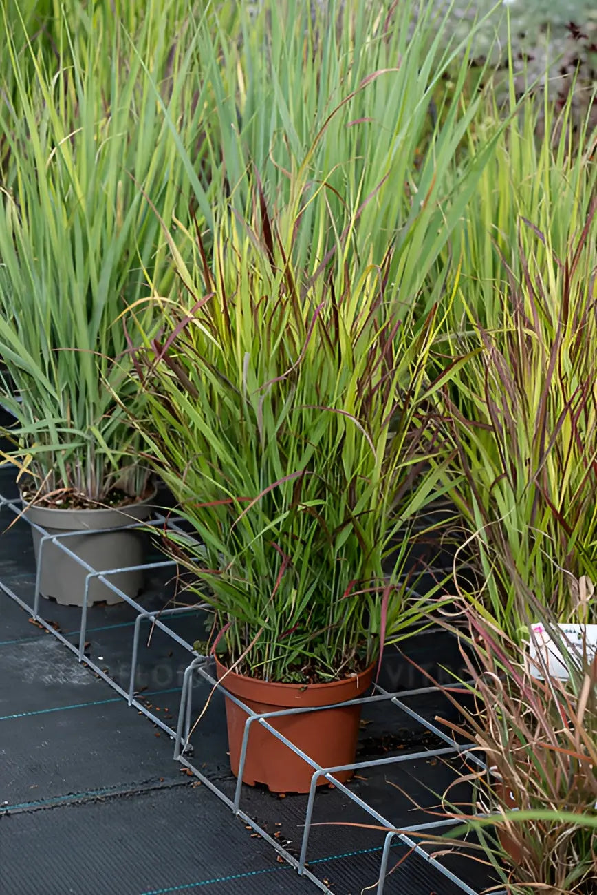 Ziergras Panicum virgatum 'Sangria' mit roten Ruten, dekoratives Stauden Gänge Ziergras in natürlicher Umgebung