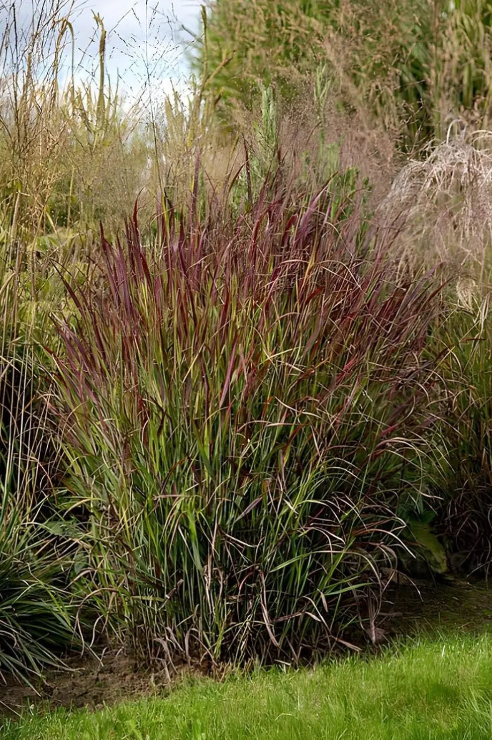 Ziergras Panicum virgatum 'Shenandoah' mit roten Ruten, dekoratives Stauden Gänge Pflanzengesicht, winterhart, ornamental.