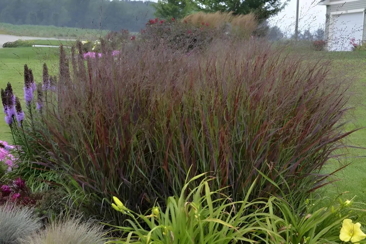 Ziergras Panicum virgatum 'Shenandoah' mit roten Ruten, Stauden Gänge, dekoratives Ruten-Hirse im Garten.