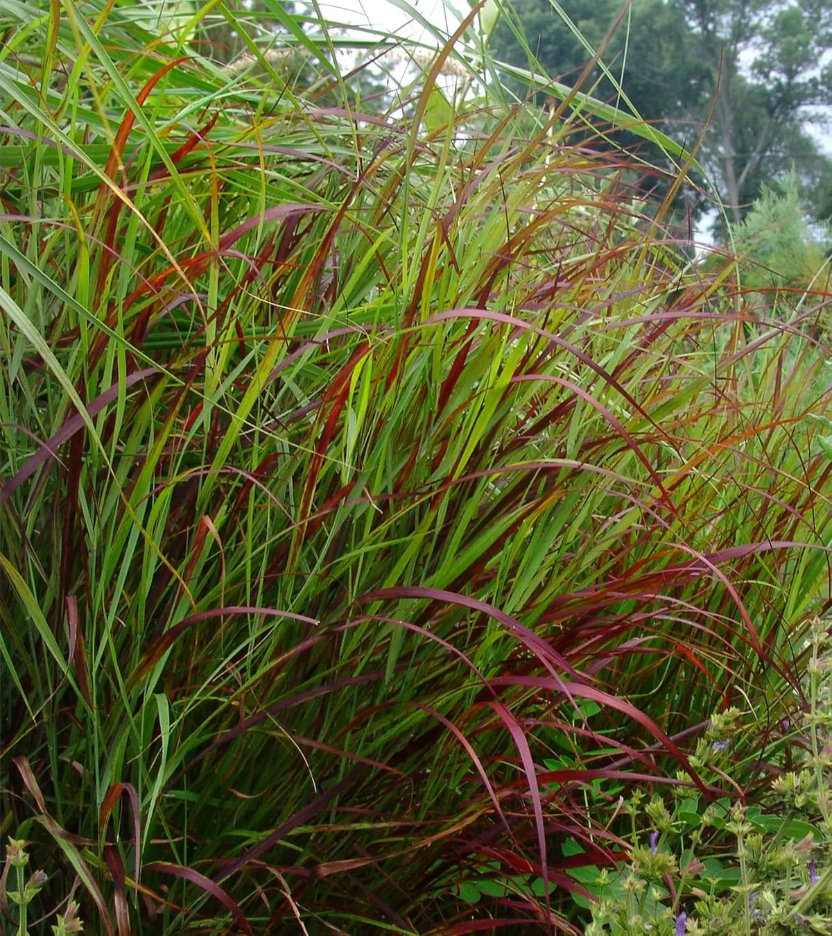 Ziergras Panicum virgatum 'Shenandoah' mit roten Ruten, Stauden Gänge, dekoratives Ruten-Hirsen-Gras im Garten