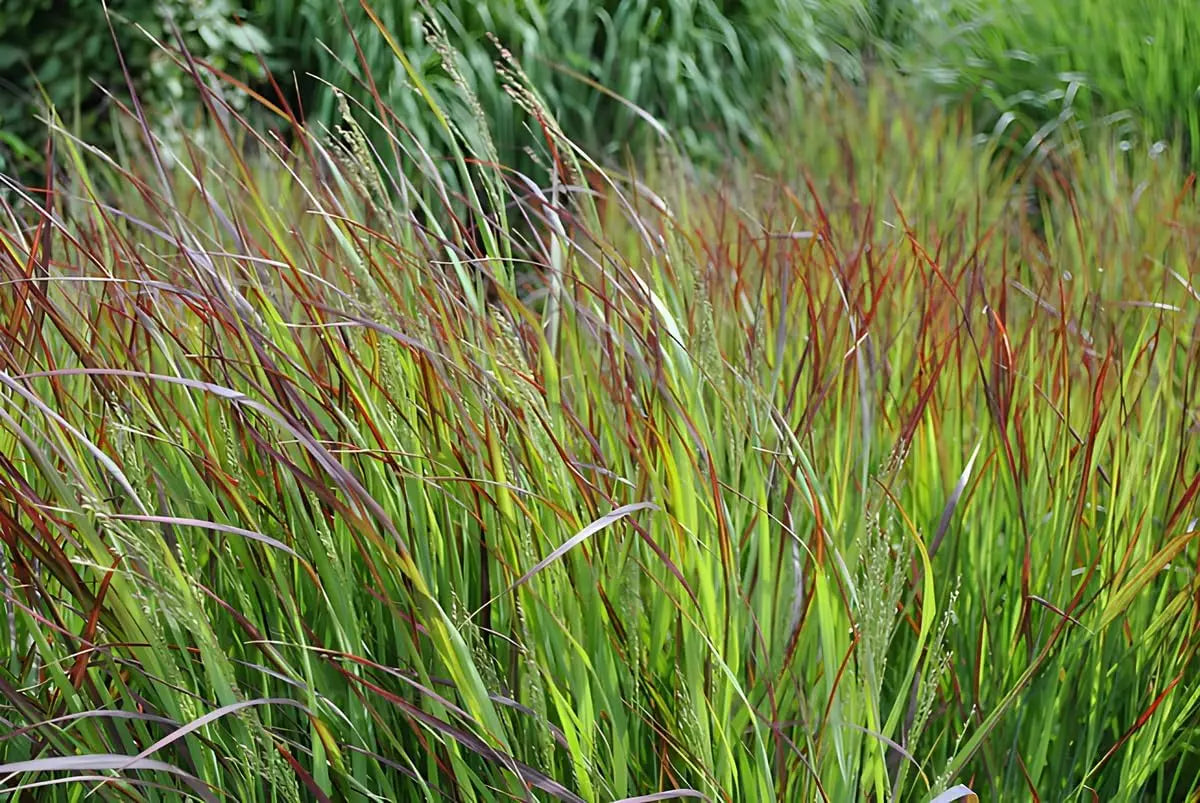 Ziergras Panicum virgatum 'Shenandoah' mit roten Ruten, dekoratives Stauden Gänge Ziergras im Garten, sommerlich und farbenfroh.