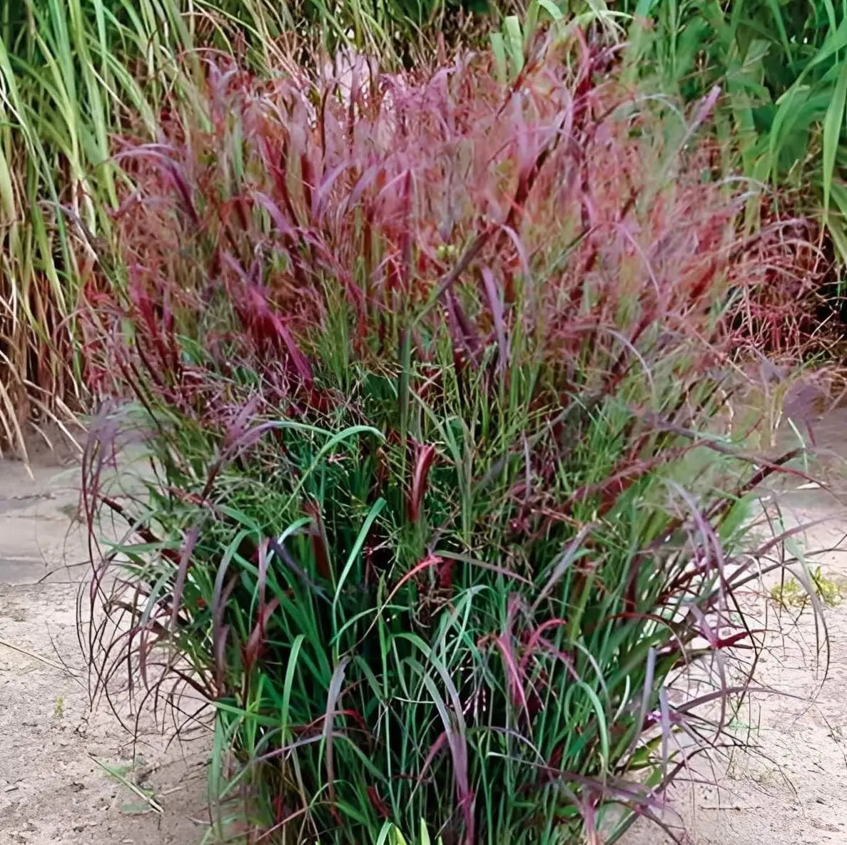 Ziergras Panicum virgatum 'Squaw' in XXL Topf, feuervolle Rutenhirse, mit langen, roten Halmen, Stauden Gänge.