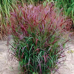 Ziergras Panicum virgatum 'Squaw' in XXL Topf, feuervolle Rutenhirse, mit langen, roten Halmen, Stauden Gänge.