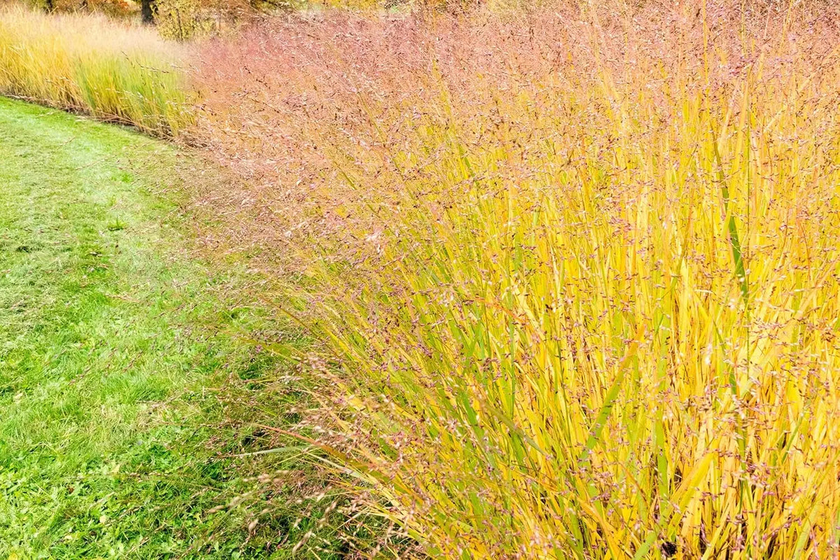 Gelbes Ziergras Panicum virgatum 'Strictum' von Stauden Gänge, mit schmalen, aufrechten Ruten, im Garten.