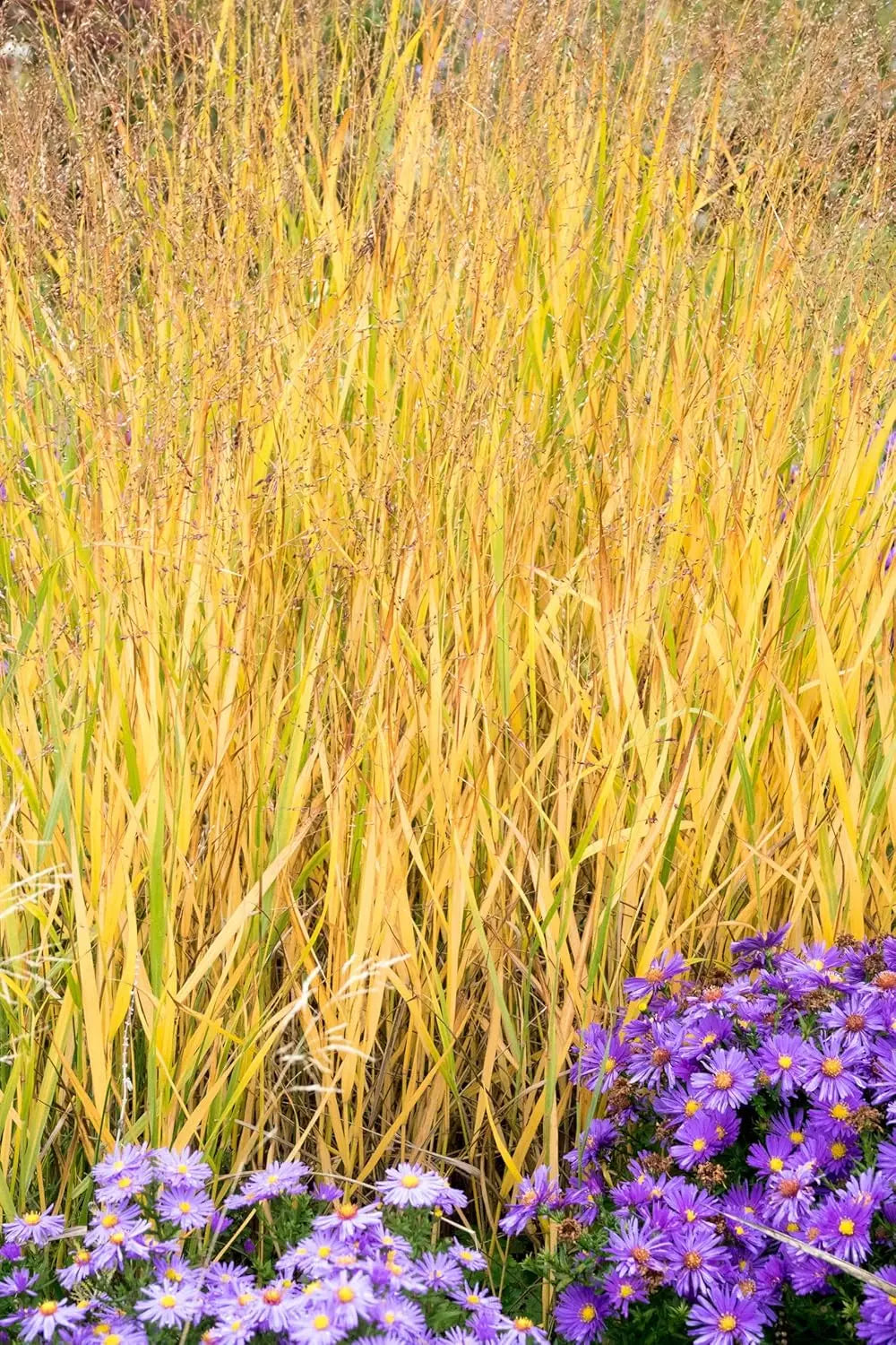 Ziergras Panicum virgatum 'Strictum' mit gelben Ruten, Stauden Gänge, dekoratives Ziergras im Garten, windbewegte Halme