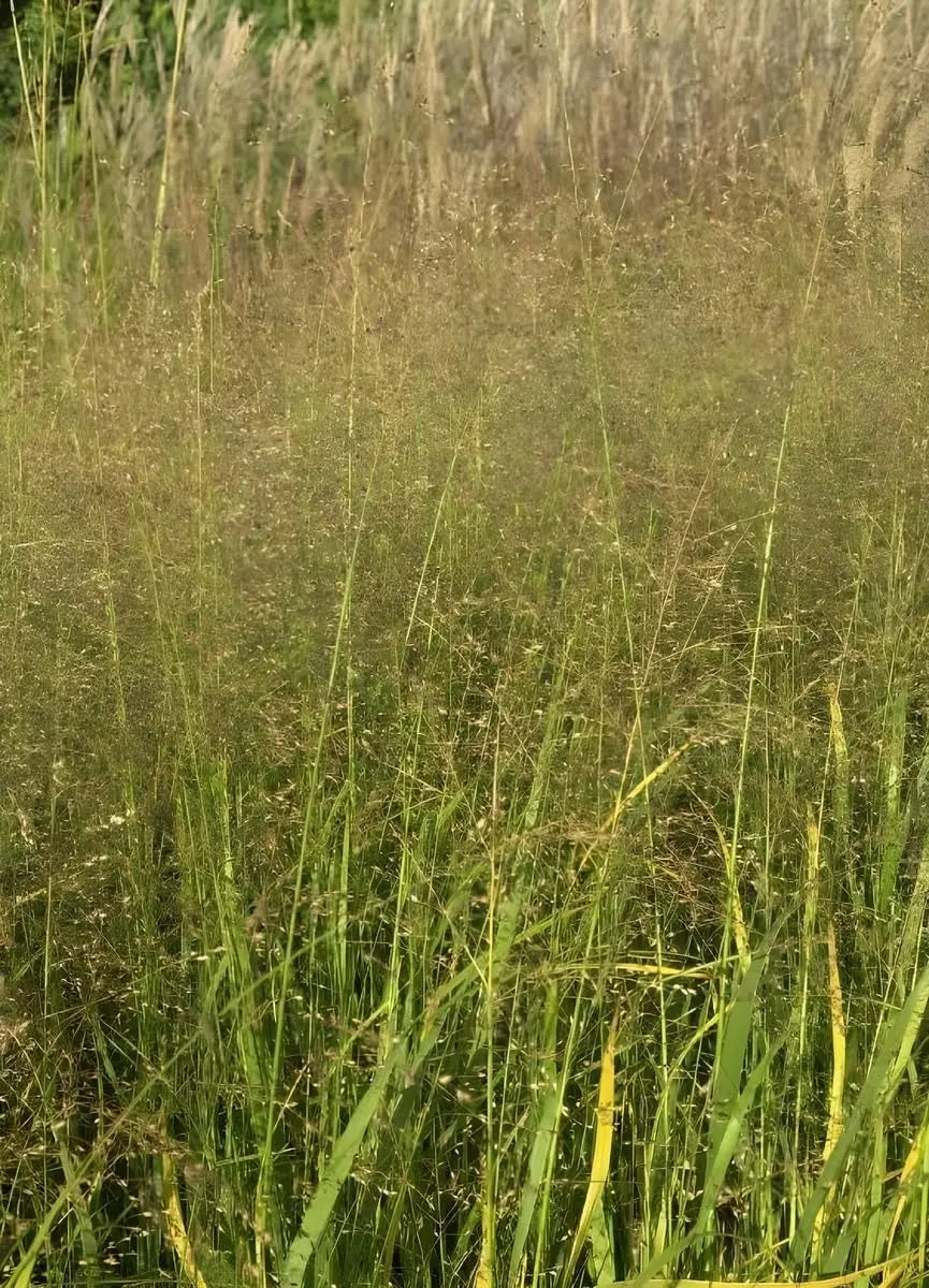 Gelbe Rutenhirse Panicum virgatum 'Strictum' Ziergras von Stauden Gänge mit hohen gelben Rispen, standfest und dekorativ.