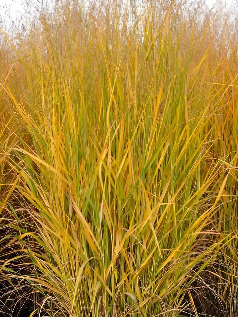 Gelbe Rutenhirse Panicum virgatum 'Strictum', Ziergras mit gelben Halmen, Stauden Gänge, dekoratives Gartenpflanzenbild