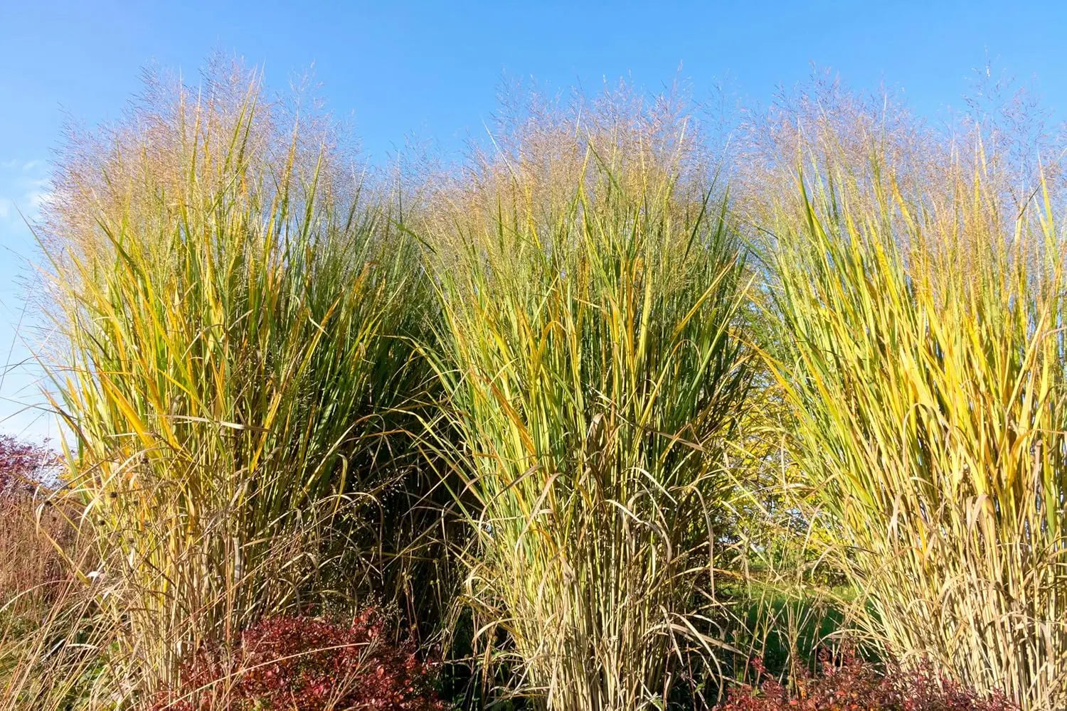 Ziergras Panicum virgatum 'Thundercloud' Riesen Rutenhirse, hohe Pflanze mit feinen, welligen Blättern, Stauden Gänge.