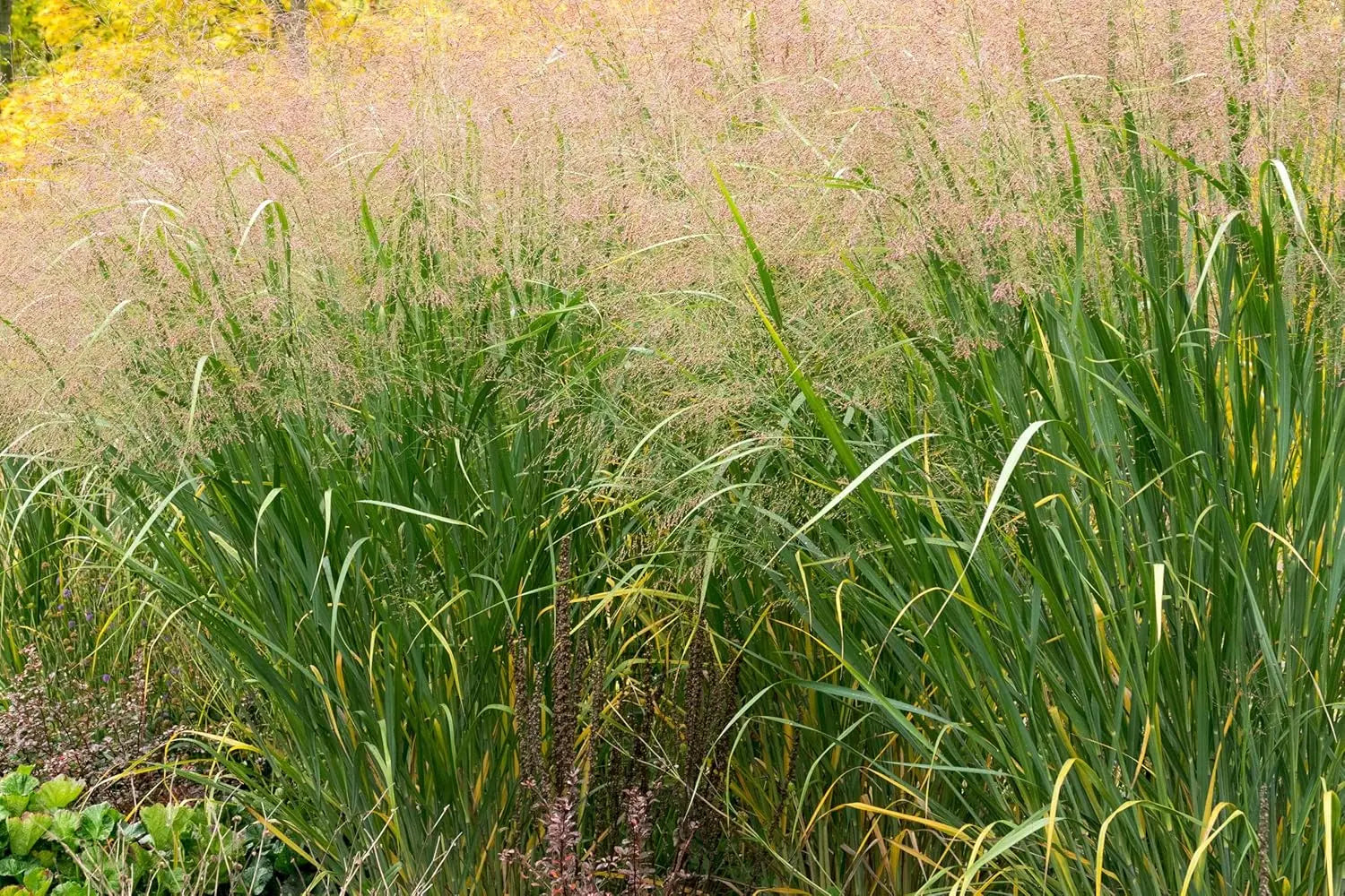 Ziergras Panicum virgatum 'Thundercloud' von Stauden Gänge, große Rutenhirse mit bläulich-grünen Halmen im Garten.