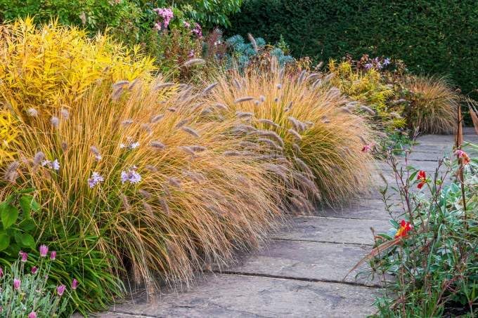 Ziergras Pennisetum alopecuroides 'Cassian' von Stauden Gänge, Lampenputzergras mit buschigem Wuchs und grünen Halmen