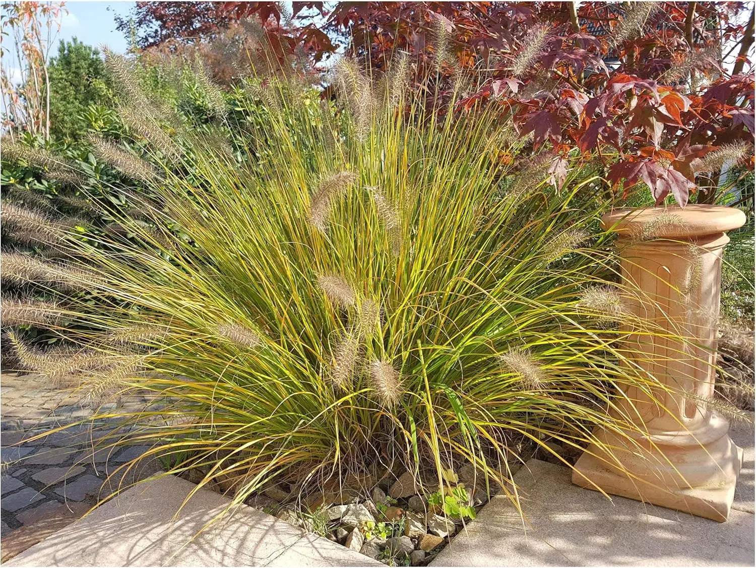 Ziergras Pennisetum alopecuroides 'Compressum' mit dichten grünen Halmen, Stauden Gänge, Lampenputzergras im Garten.