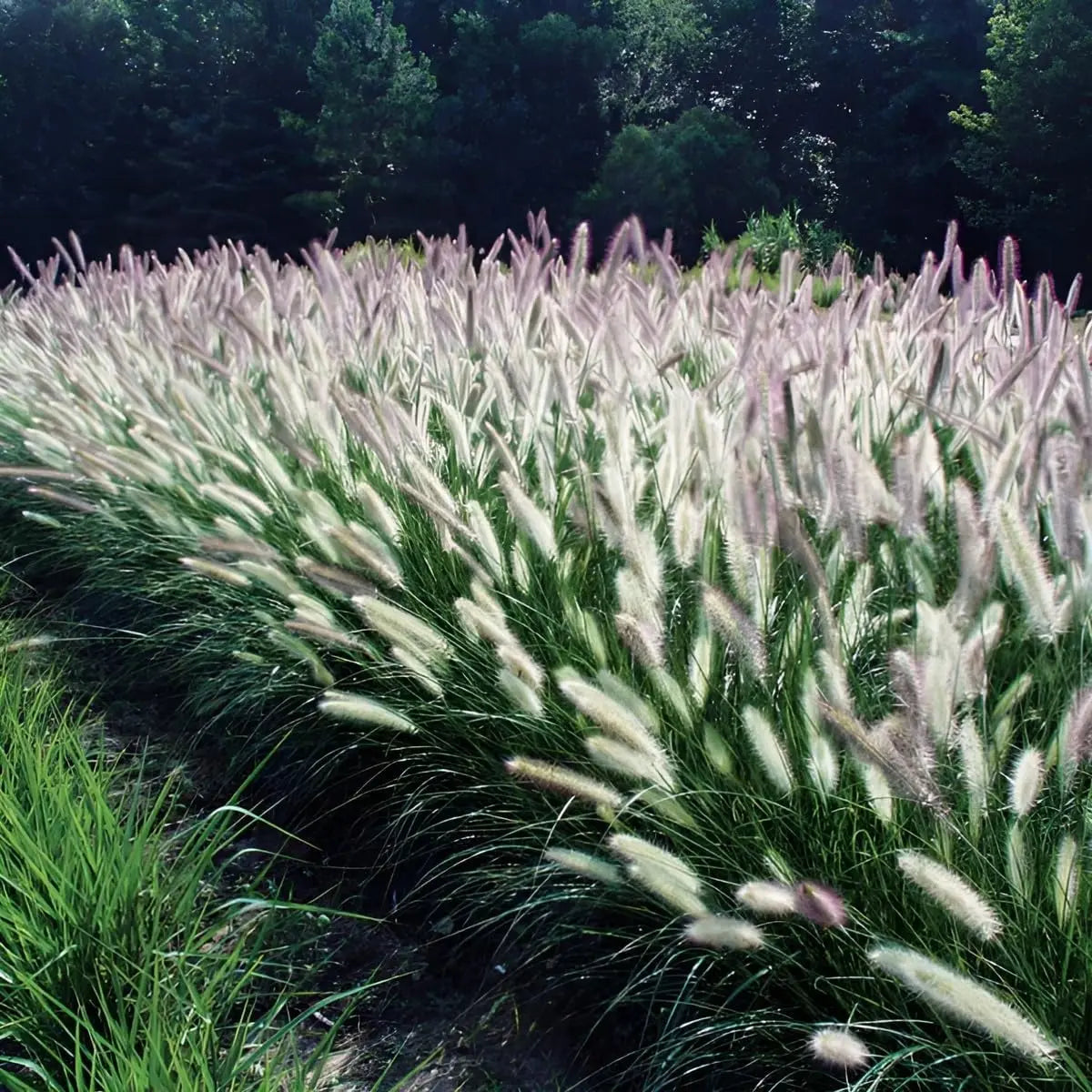 Ziergras Pennisetum alopecuroides 'Foxrot' von Stauden Gänge, Lampenputzergras mit braunen Blütenständen im Garten.