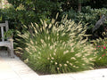 Ziergras Pennisetum alopecuroides 'Hameln' von Stauden Gänge, Lampenputzergras mit buschigem, grasartigem Wuchs.