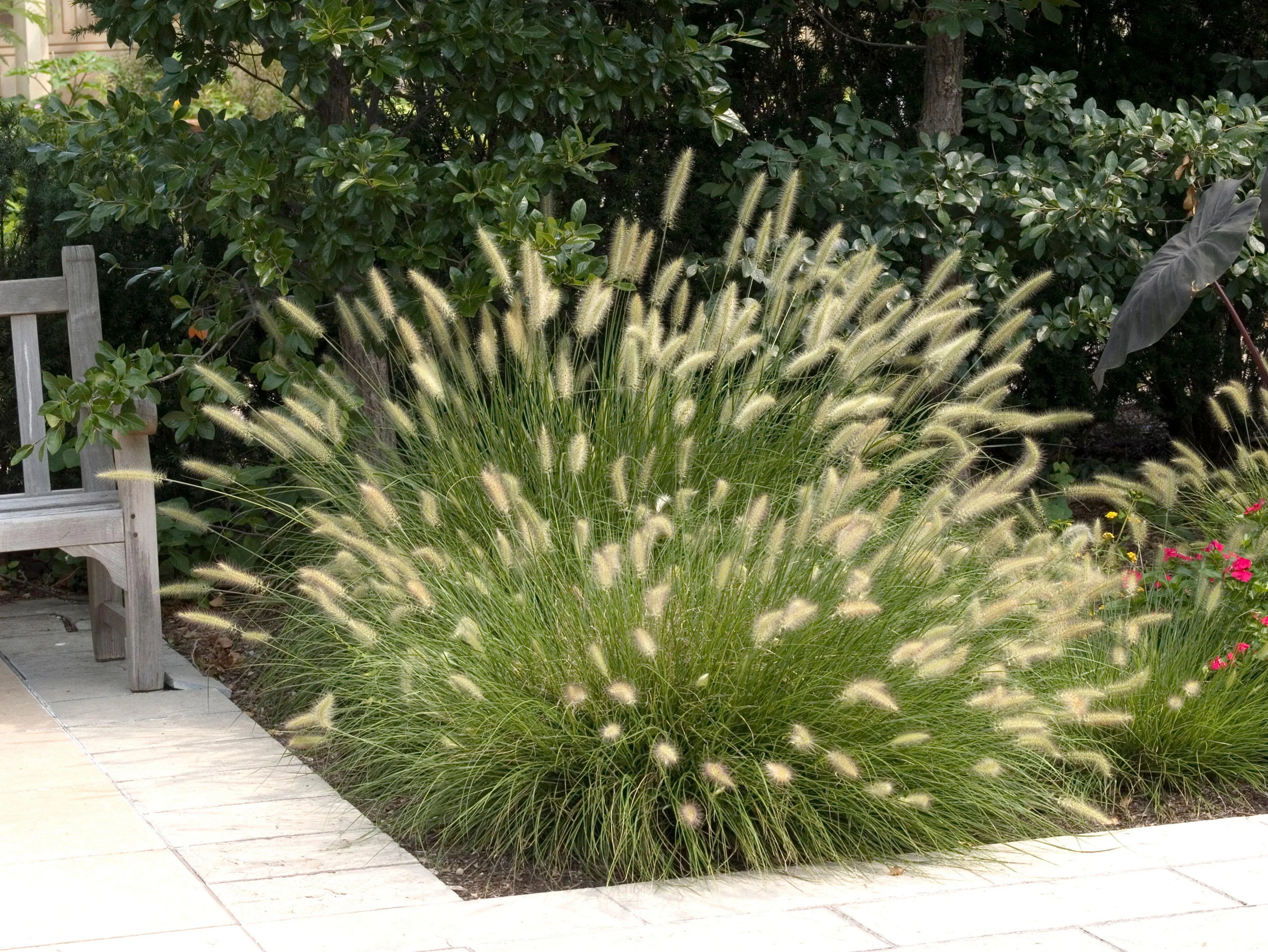 Ziergras Pennisetum alopecuroides 'Hameln' von Stauden Gänge, Lampenputzergras mit buschigem, grasartigem Wuchs.