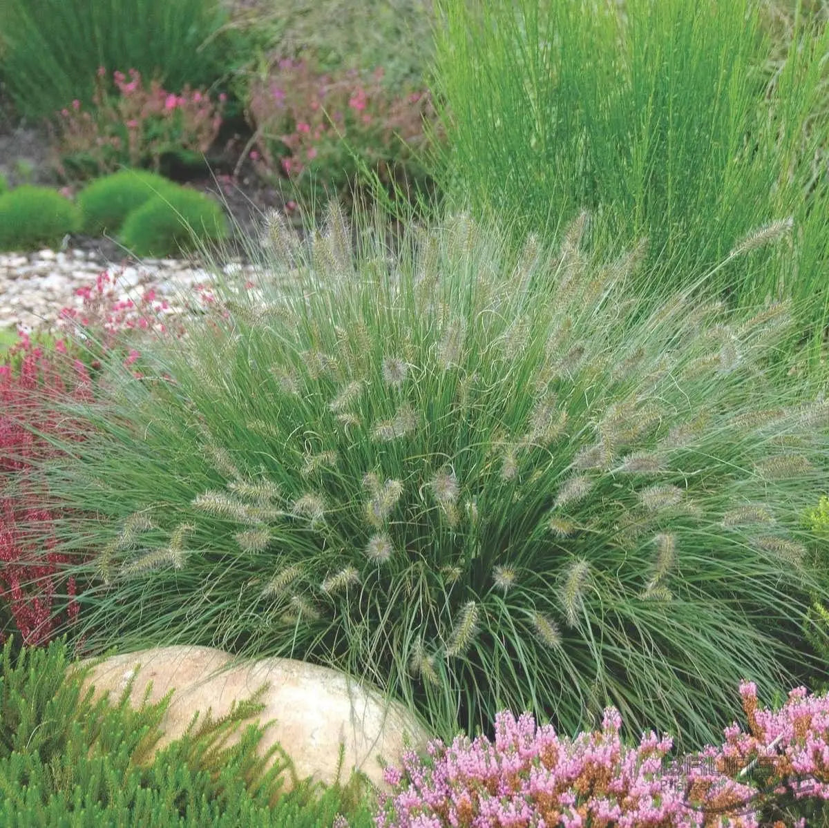 Ziergras Pennisetum alopecuroides 'Hameln' im XXL Topf, Lampenputzergras, Stauden Gänge, grüne Blätter und aufrechter Wuchs