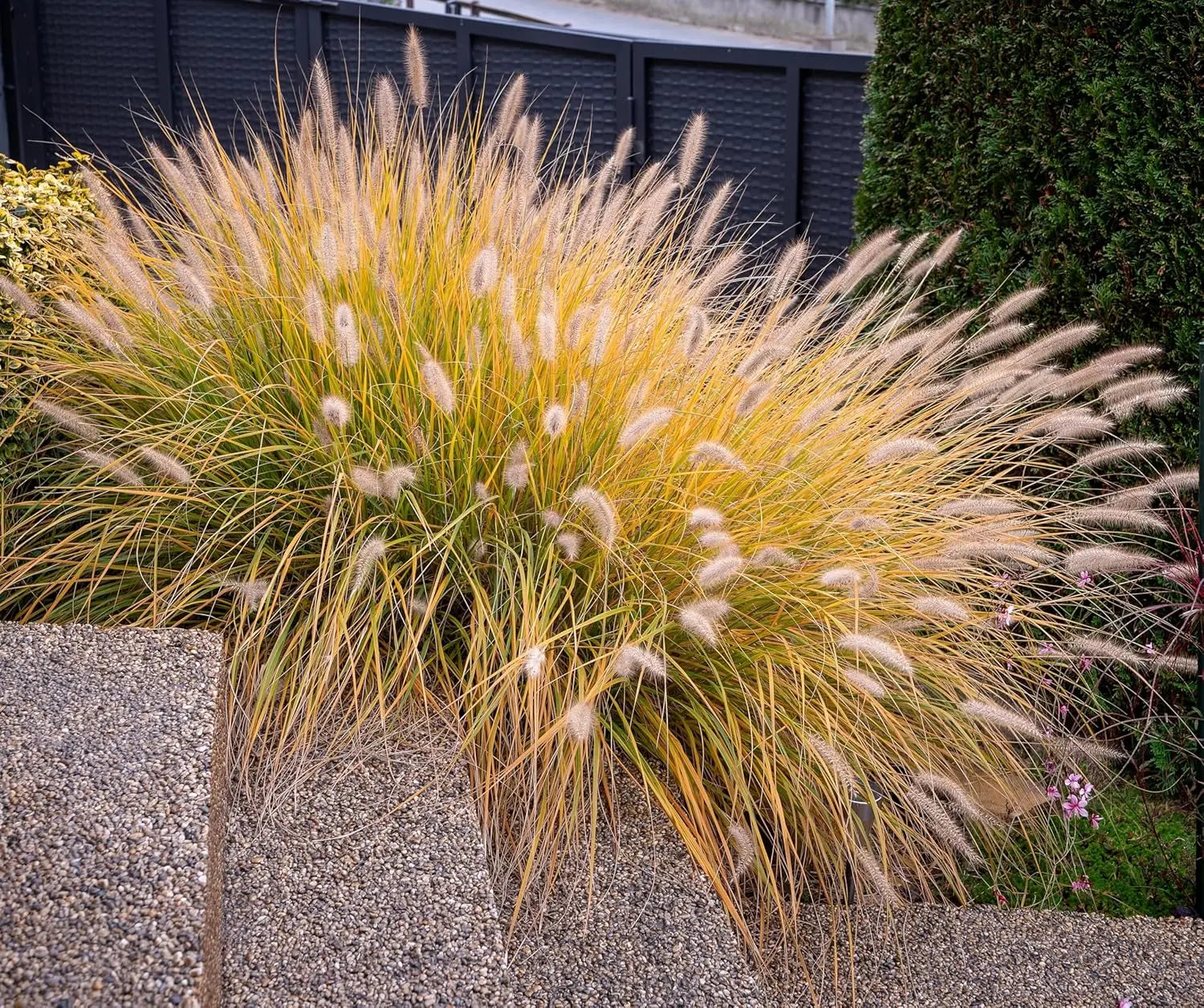Ziergras Pennisetum alopecuroides 'Hameln' im XXL Topf, Lampenputzergras, Stauden Gänge, frisches grünes Laub, robust und dekorativ