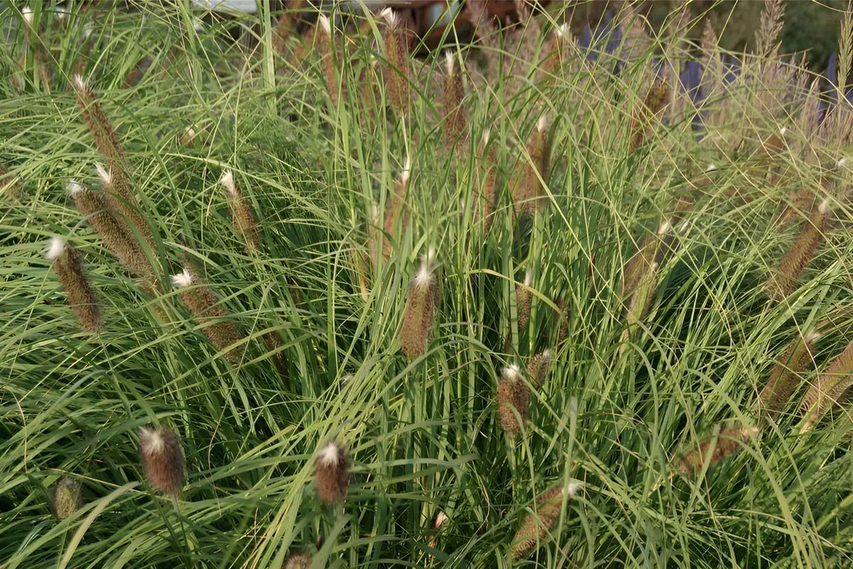 Ziergras Pennisetum alopecuroides 'Japonicum' von Stauden Gänge, Lampenputzergras mit lockeren braunen Ähren im Garten.
