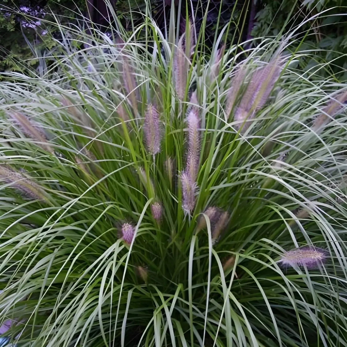 Lampenputzergras Pennisetum alopecuroides 'Japonicum', Ziergras mit buschigem Wuchs und dichten, röhrenförmigen Blütenständen