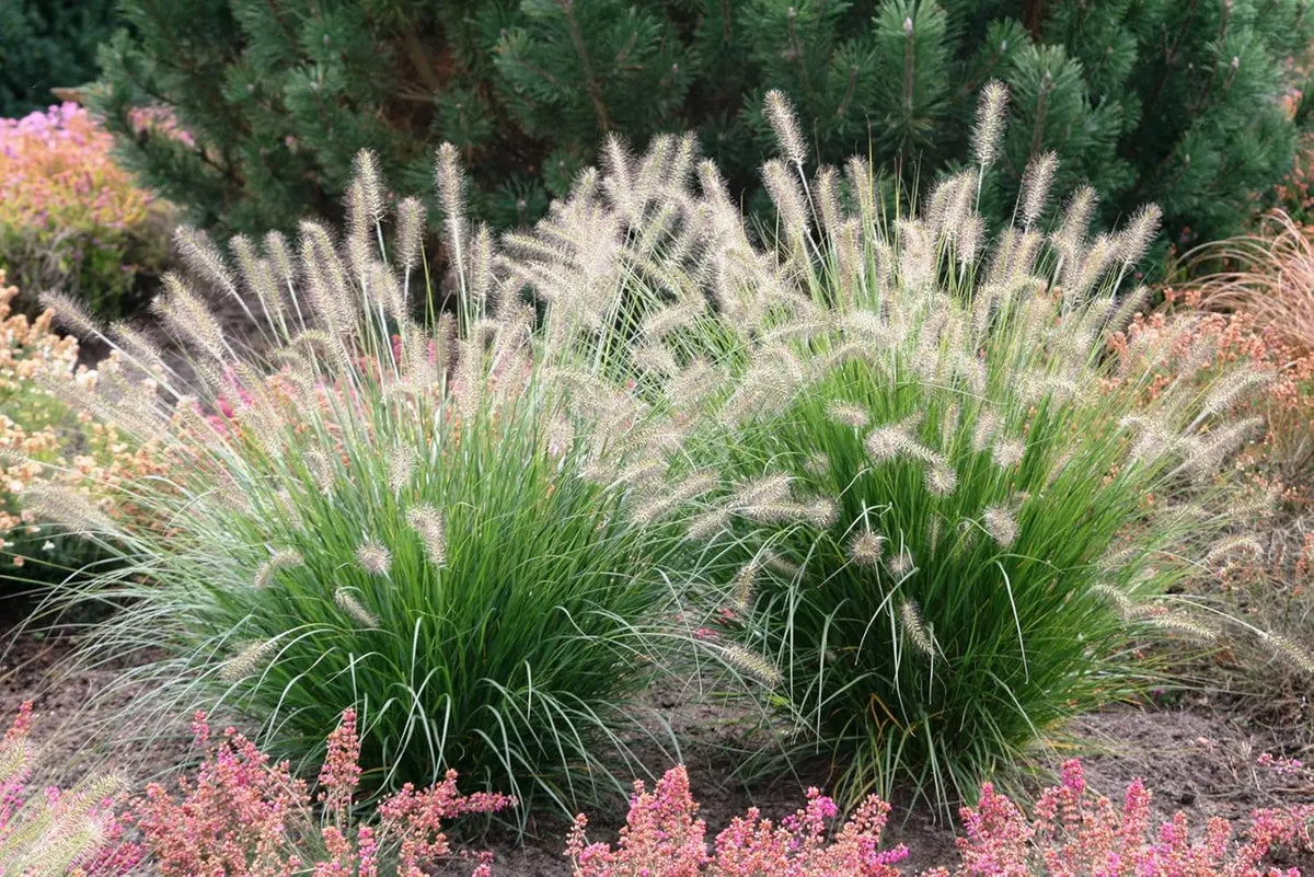 Pennisetum alopecuroides 'Japonicum' Lampenputzergras, Ziergras mit dichten, weichen Halmen und Blütenständen in einem Garten.