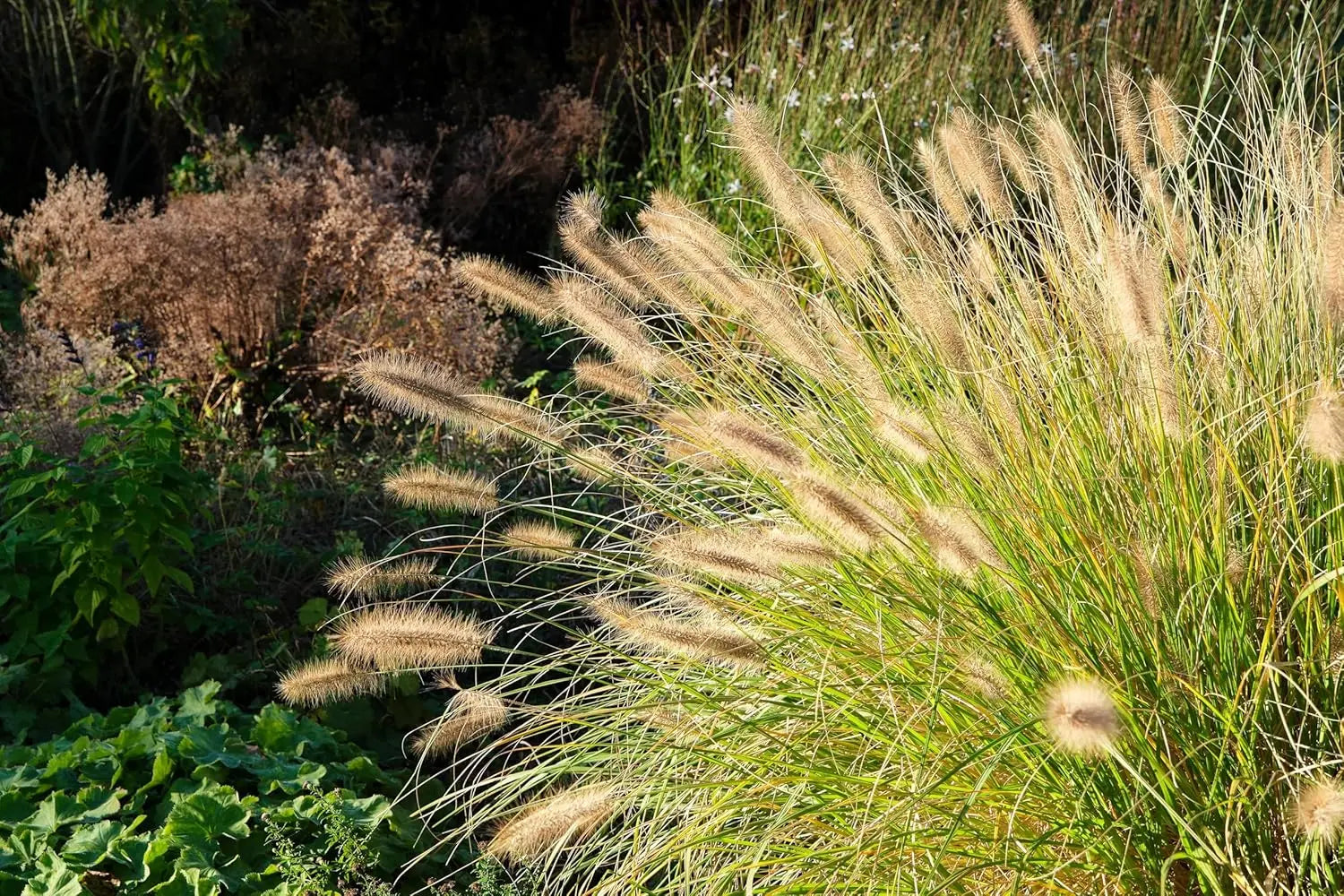 Ziergras Pennisetum alopecuroides Lampenputzergras im XXL-Topf, Stauden Gänge, frisch gepflanzt mit grünen, lockeren Halmen