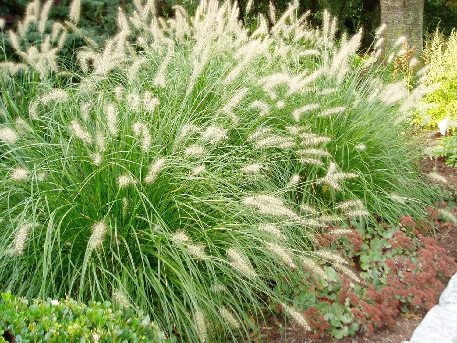 Ziergras Pennisetum alopecuroides Lampenputzergras im XXL Topf, grünes Laub, dekorativ und robust, von Stauden Gänge.